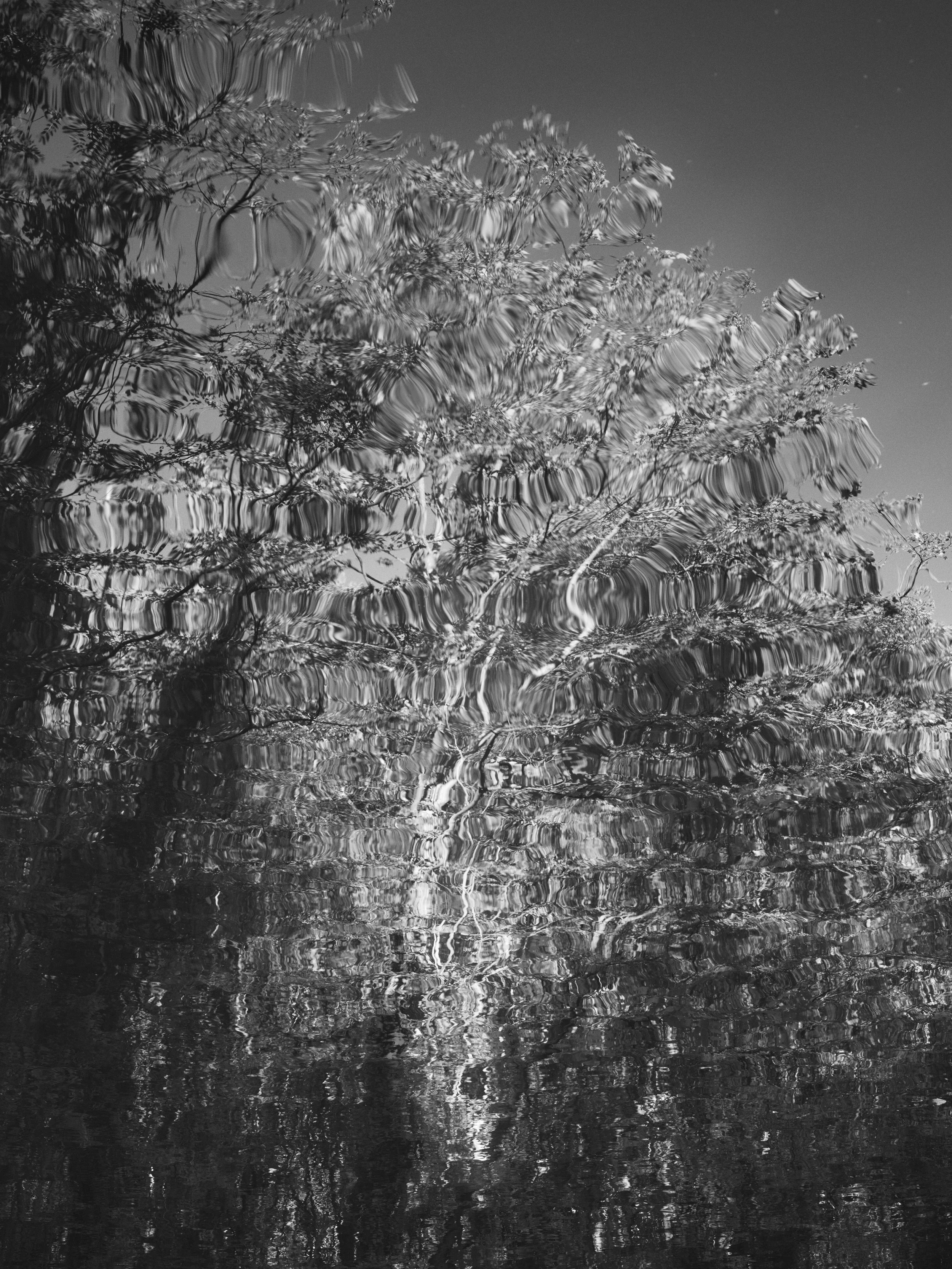 Canal Tree