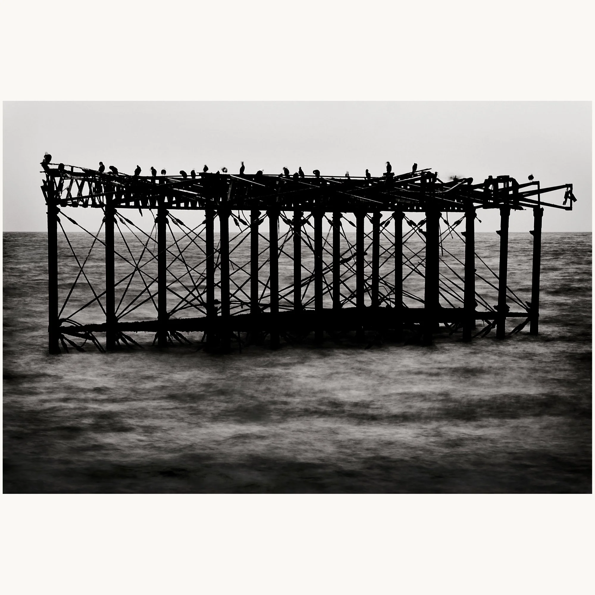 Seabirds