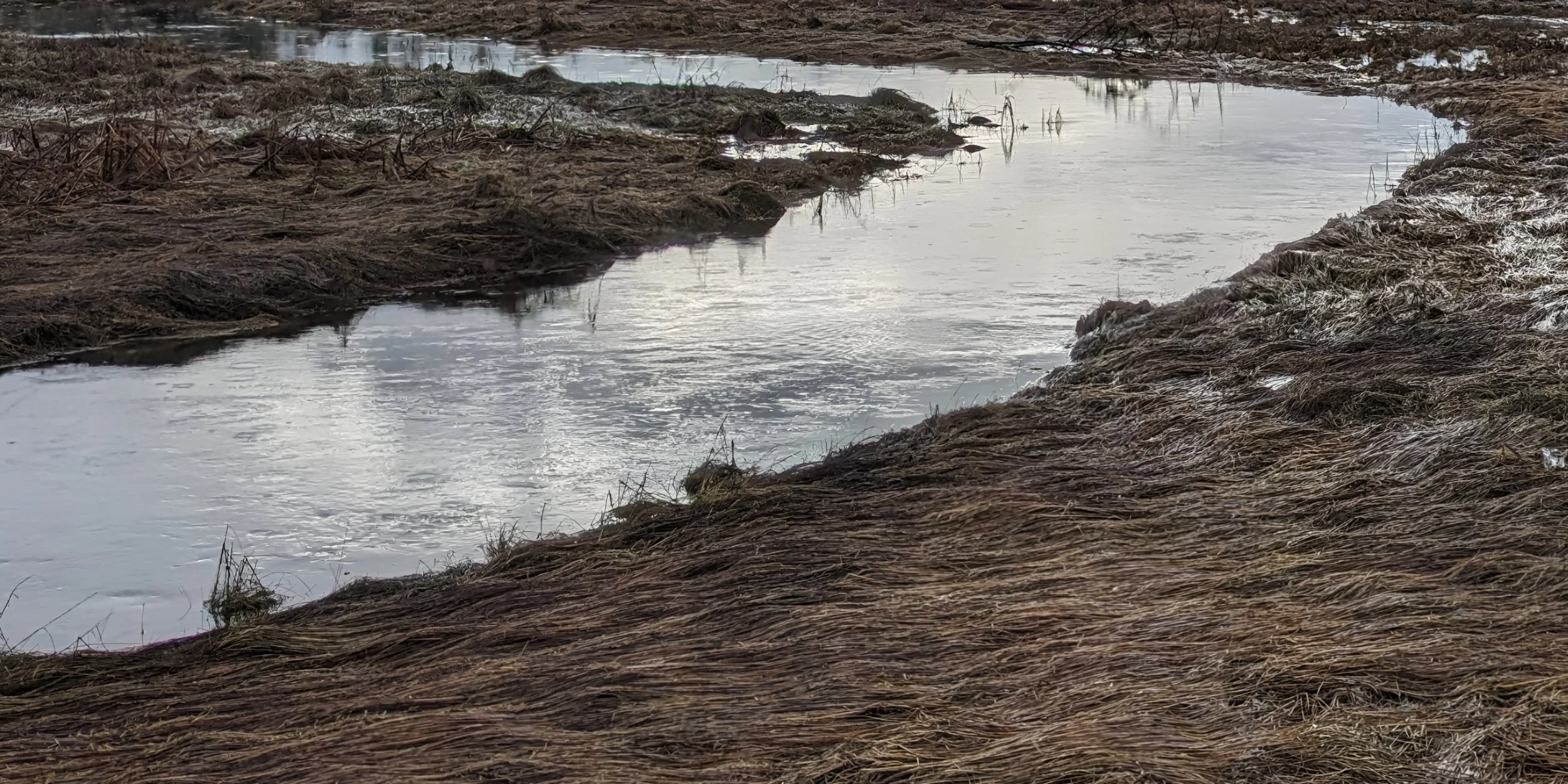 River Grass, Squamish, Canada