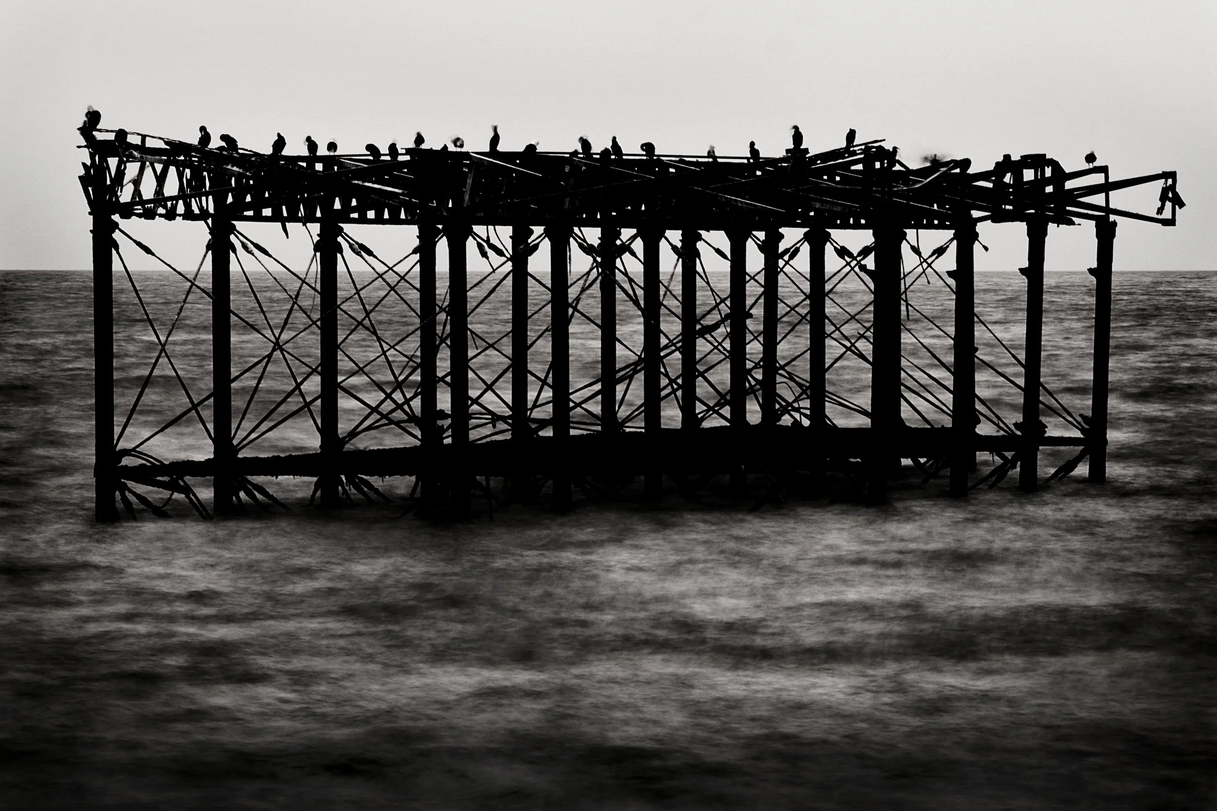 West Pier Birds