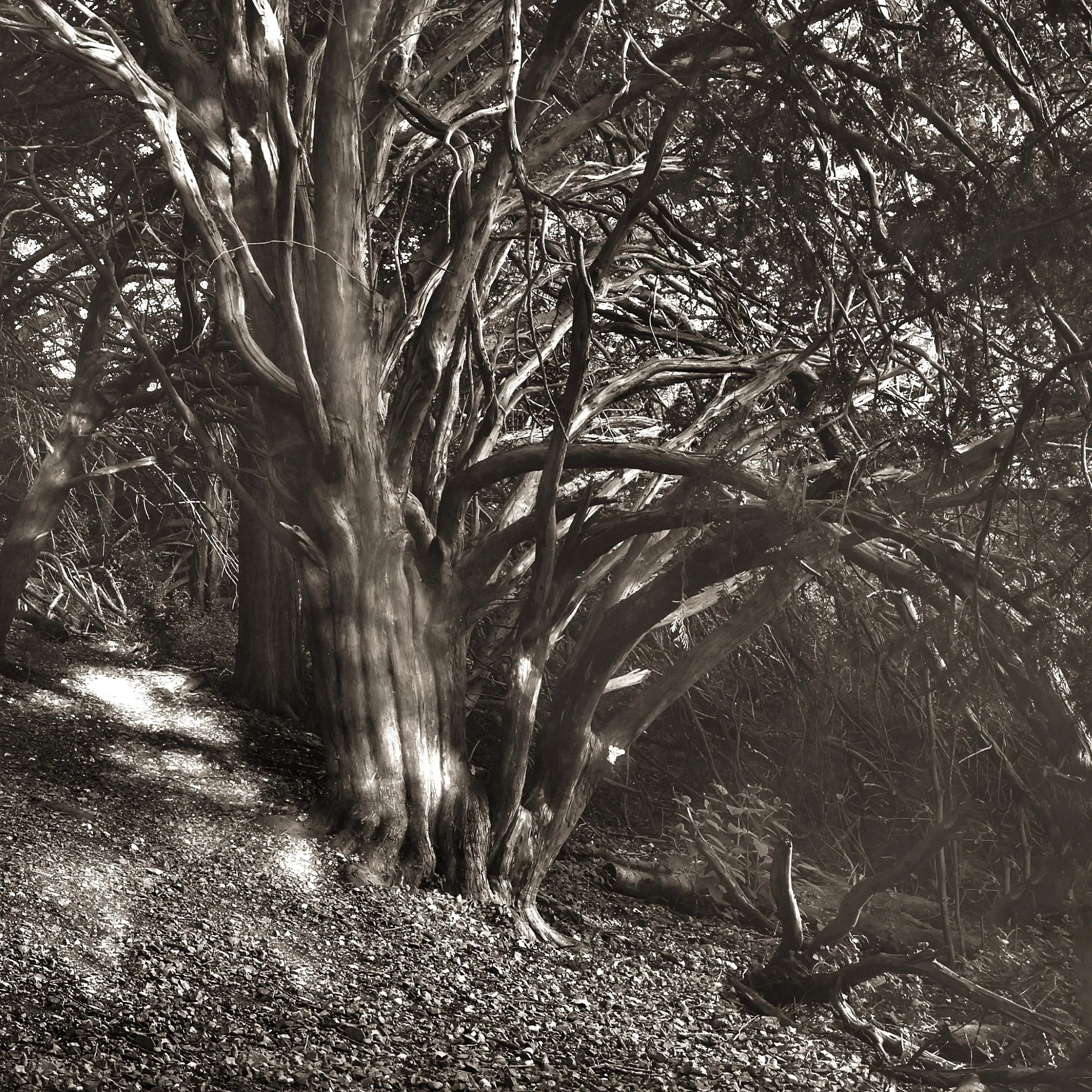 Light and Shade, Box Hill - JDSA5343.jpg
