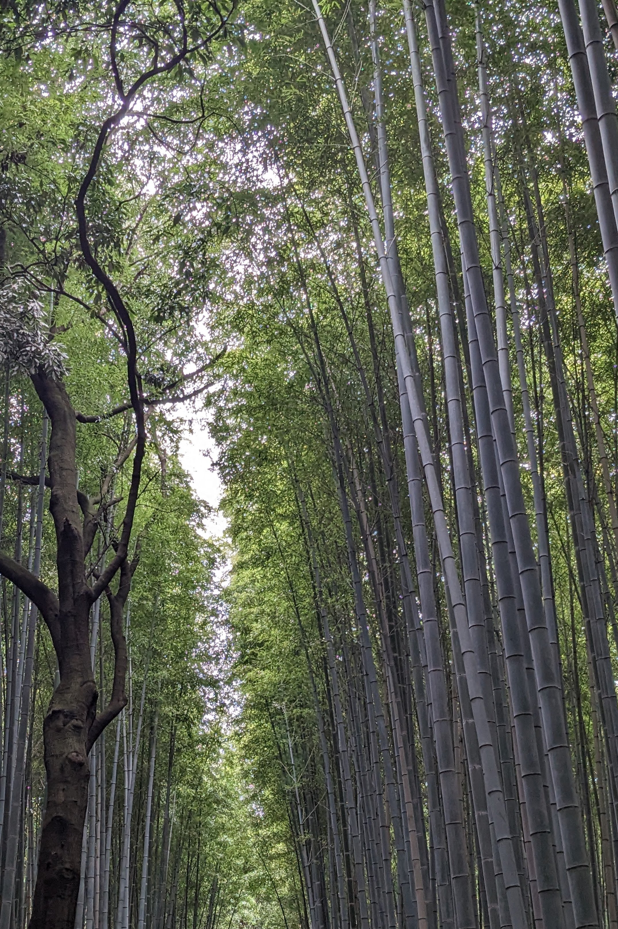 Bamboo Grove, Kyoto