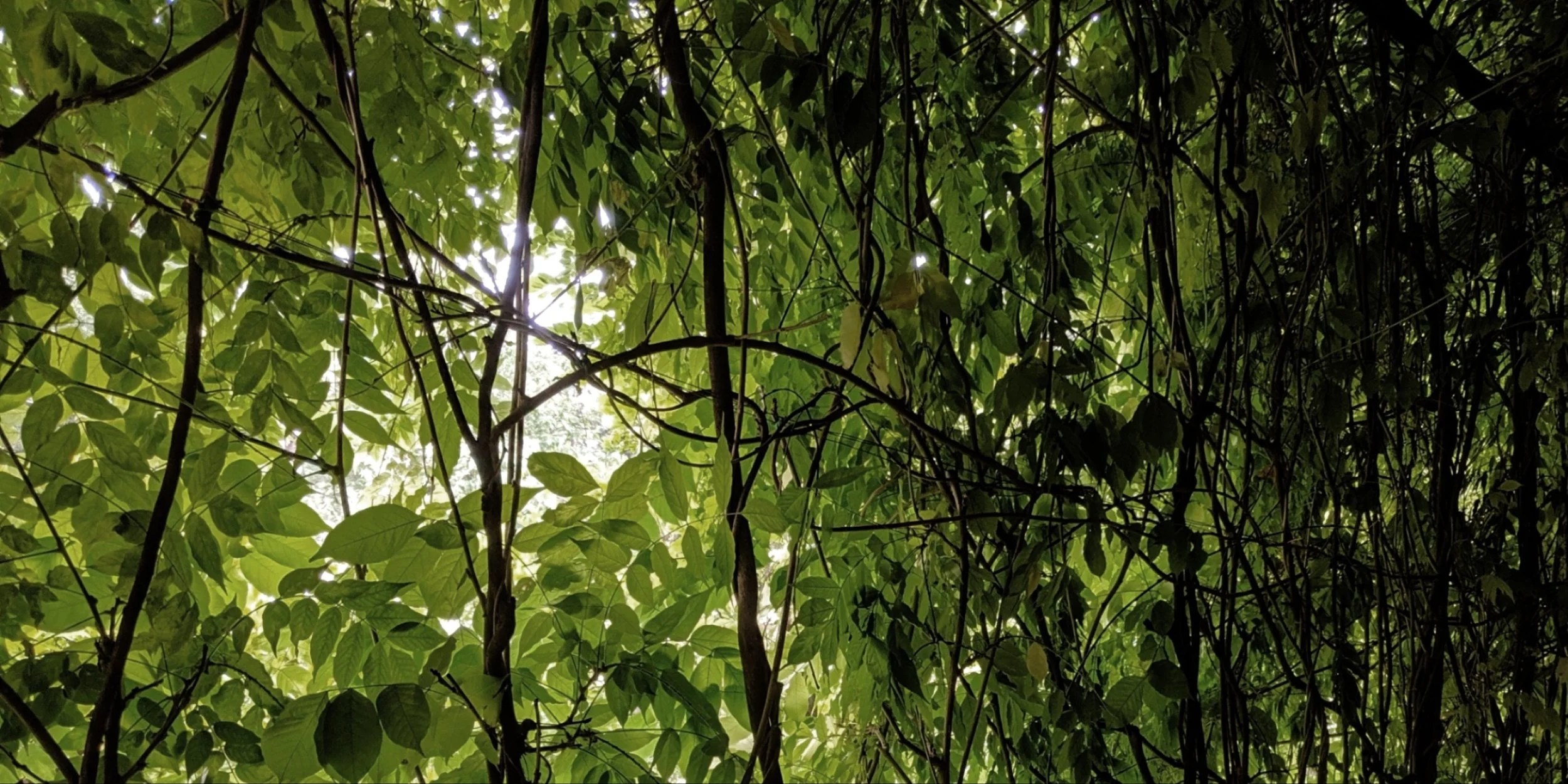 Leaf Canopy, Seville
