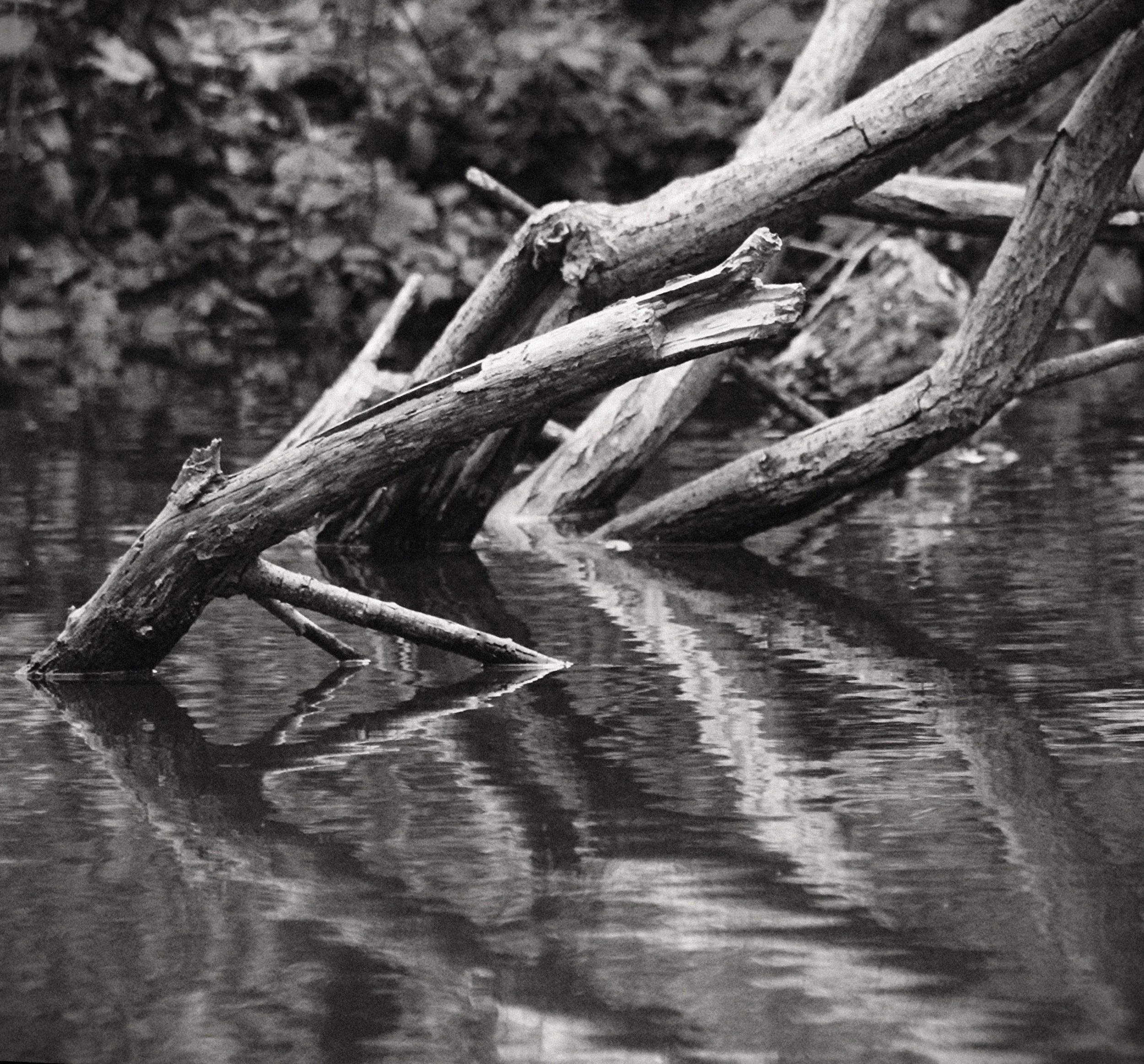 Branch Symmetry, Battersea.jpg