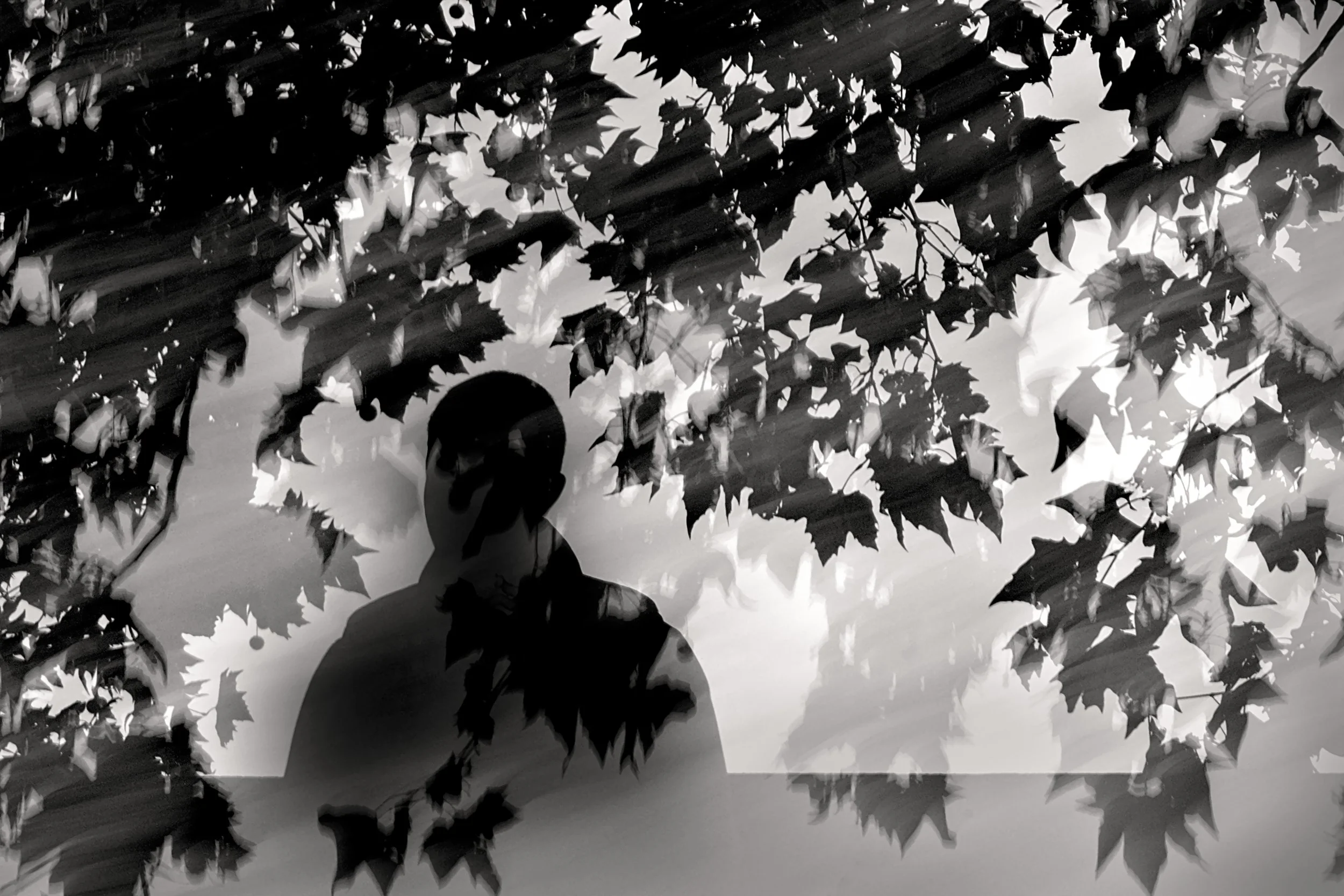 Canopy