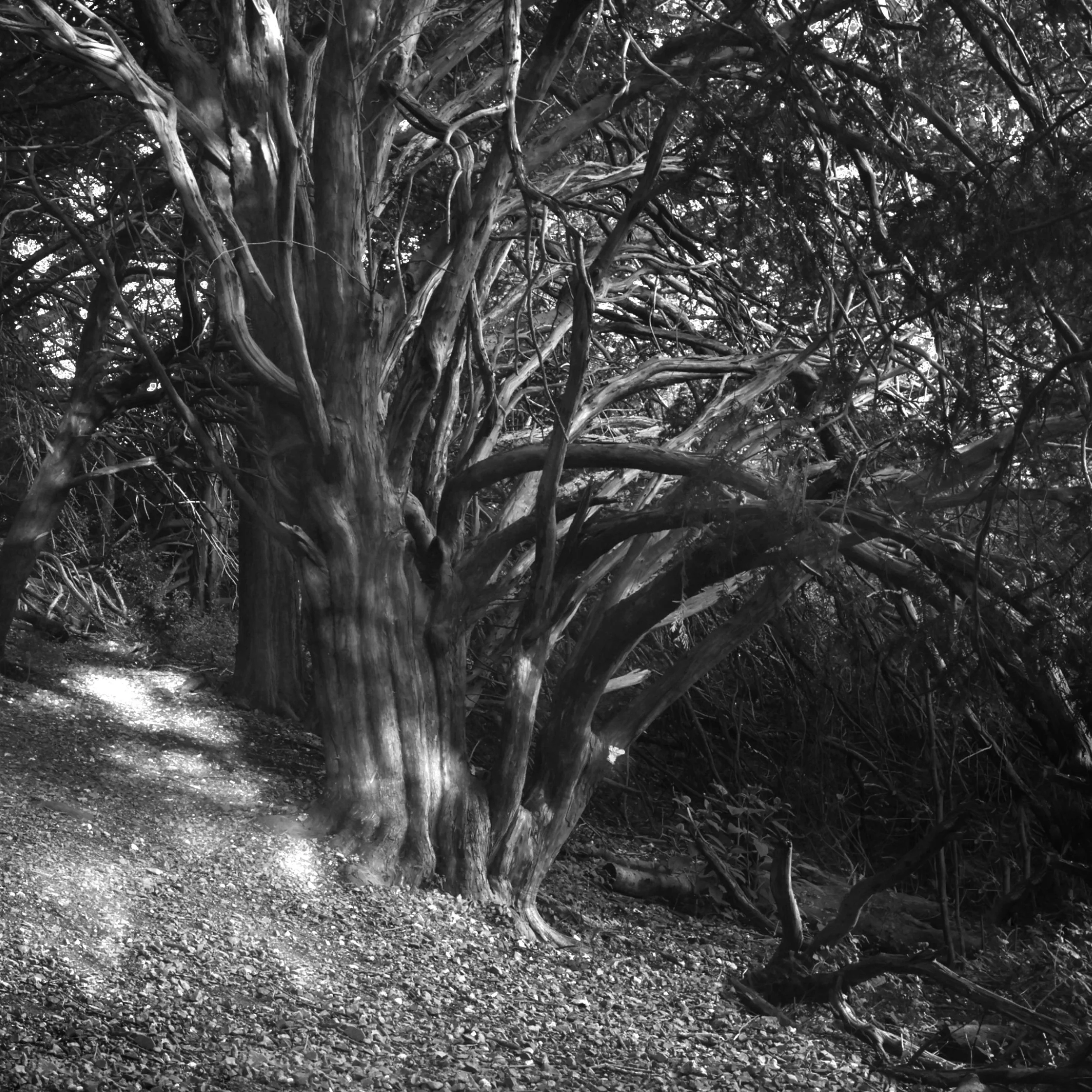 Light & Shade