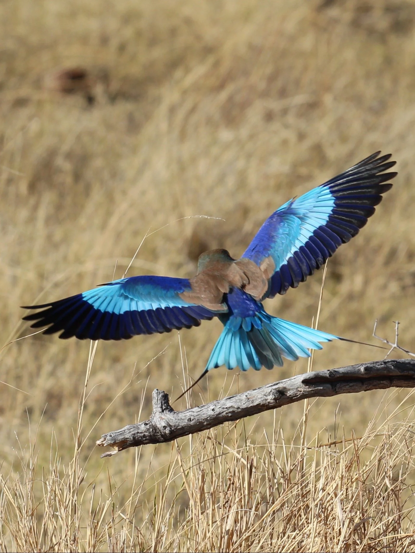 Lilac-Breasted Roller