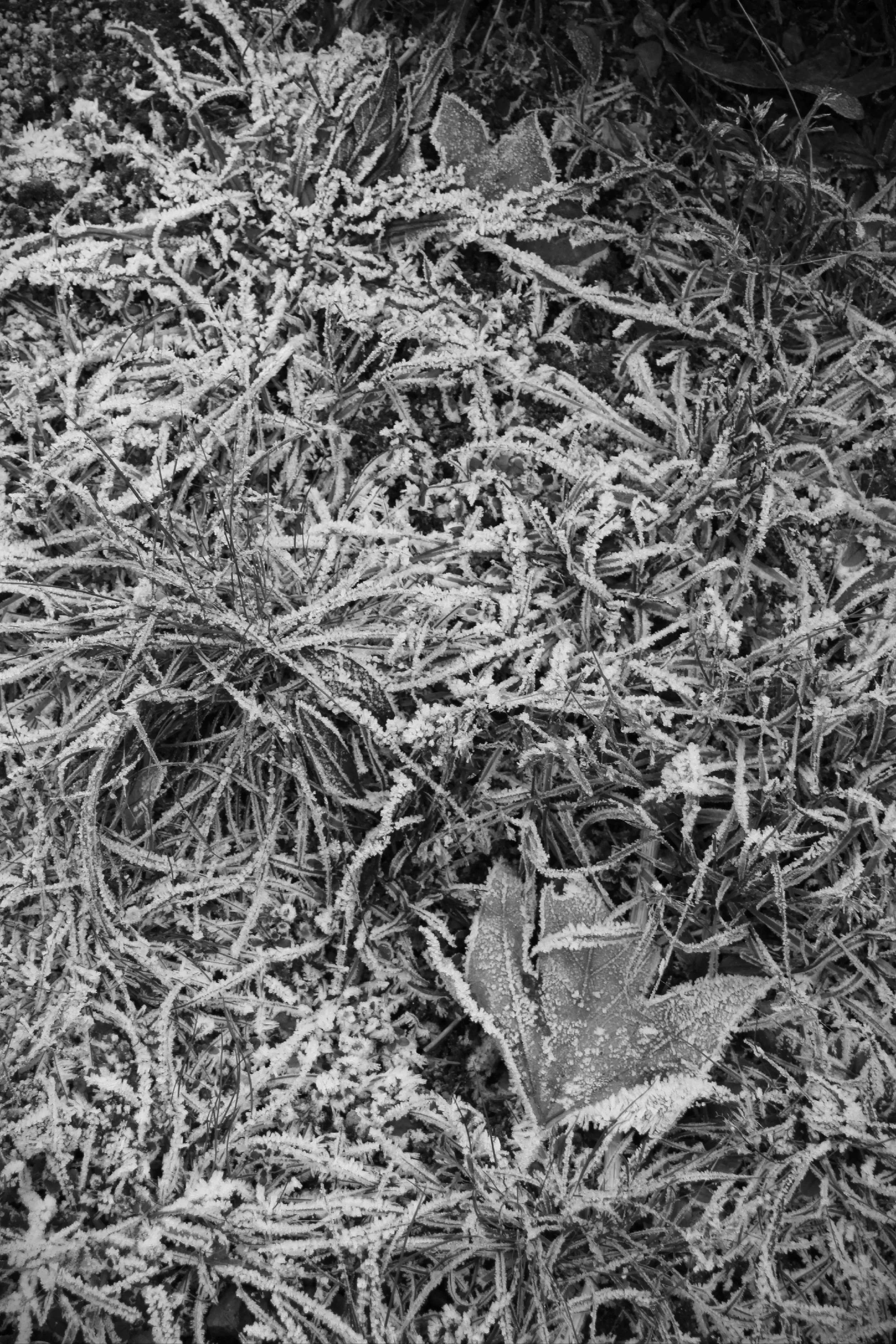 Frozen Ground, London