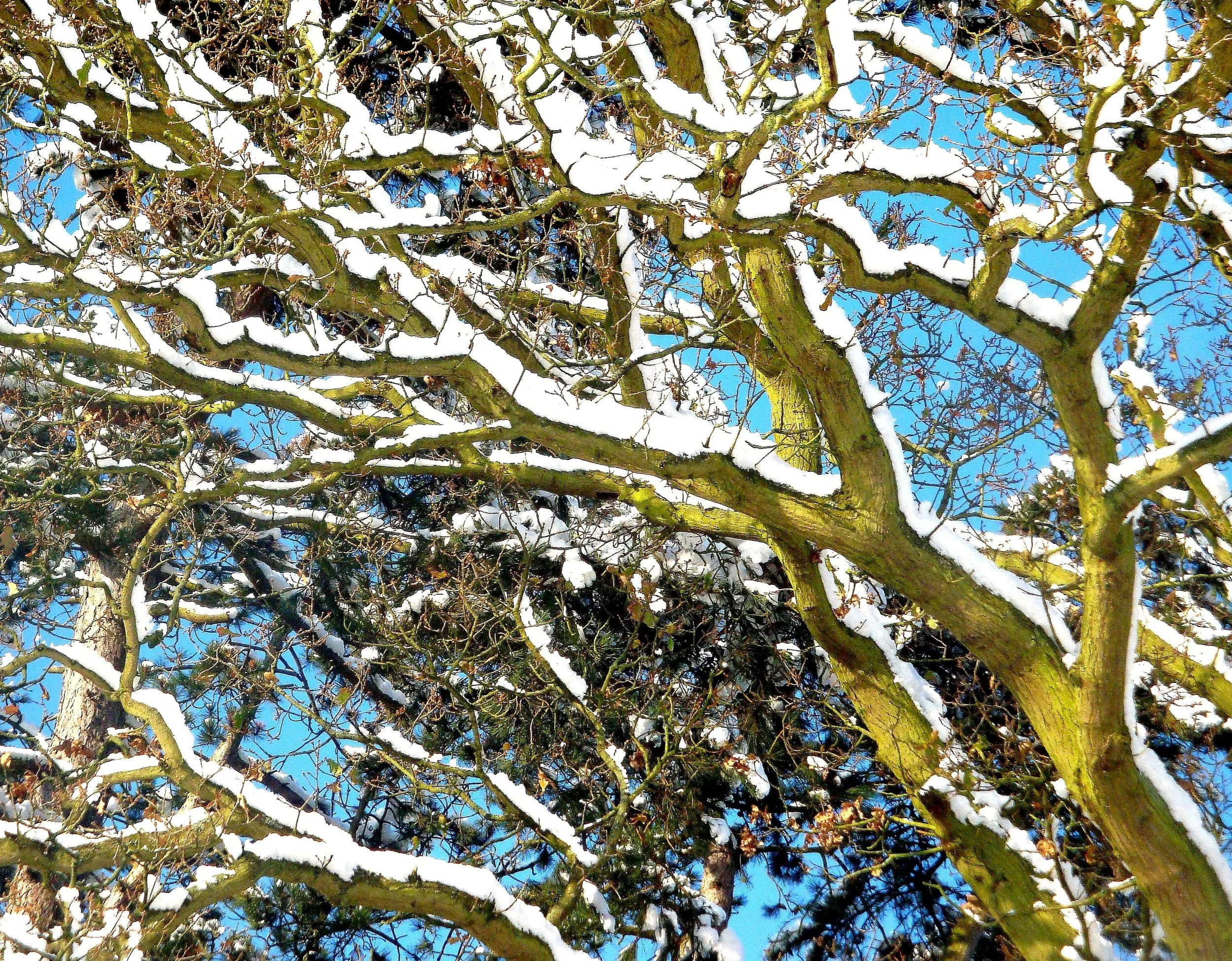 Snow Branches, Bucks