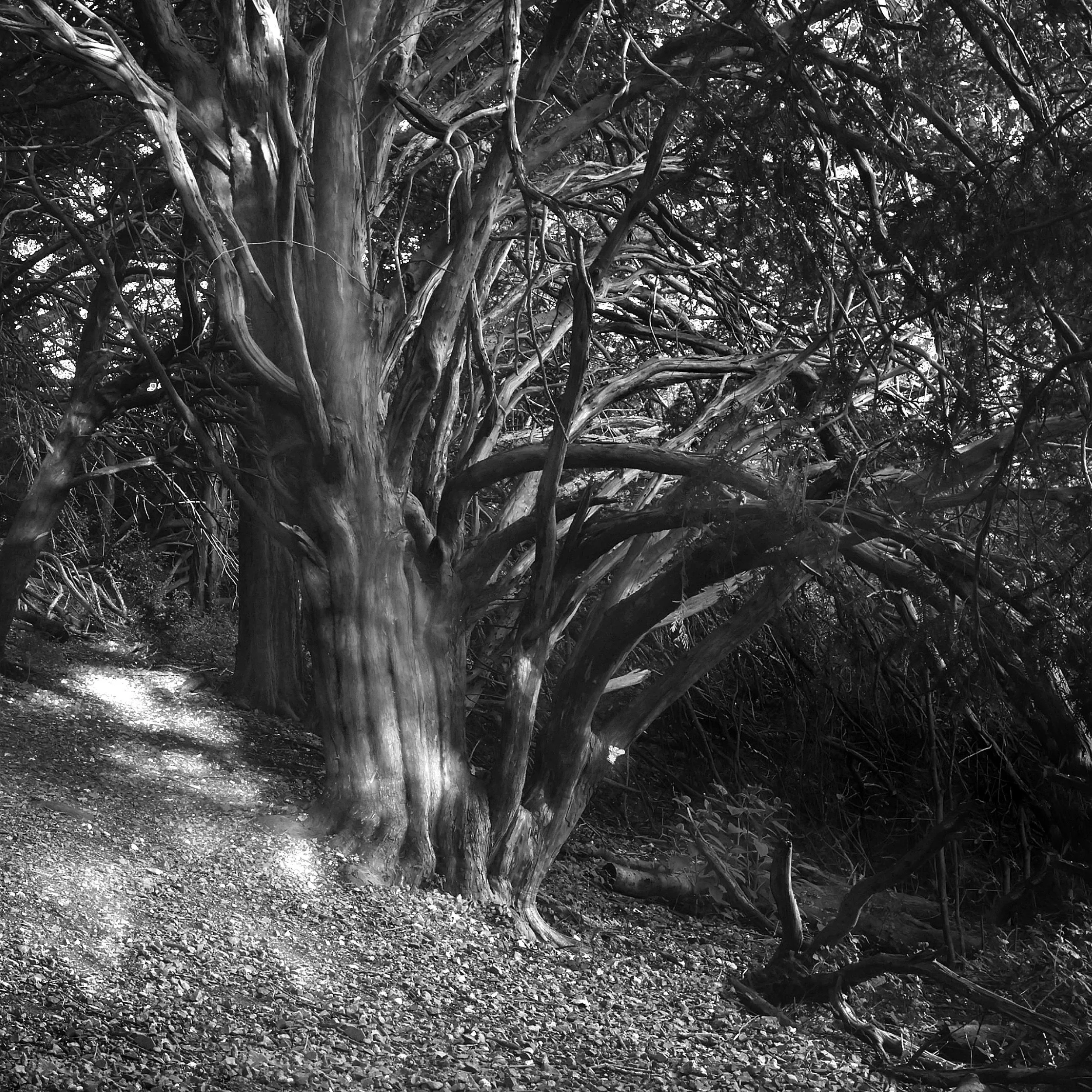 Light and Shade, Box Hill - JDSA5343.jpg