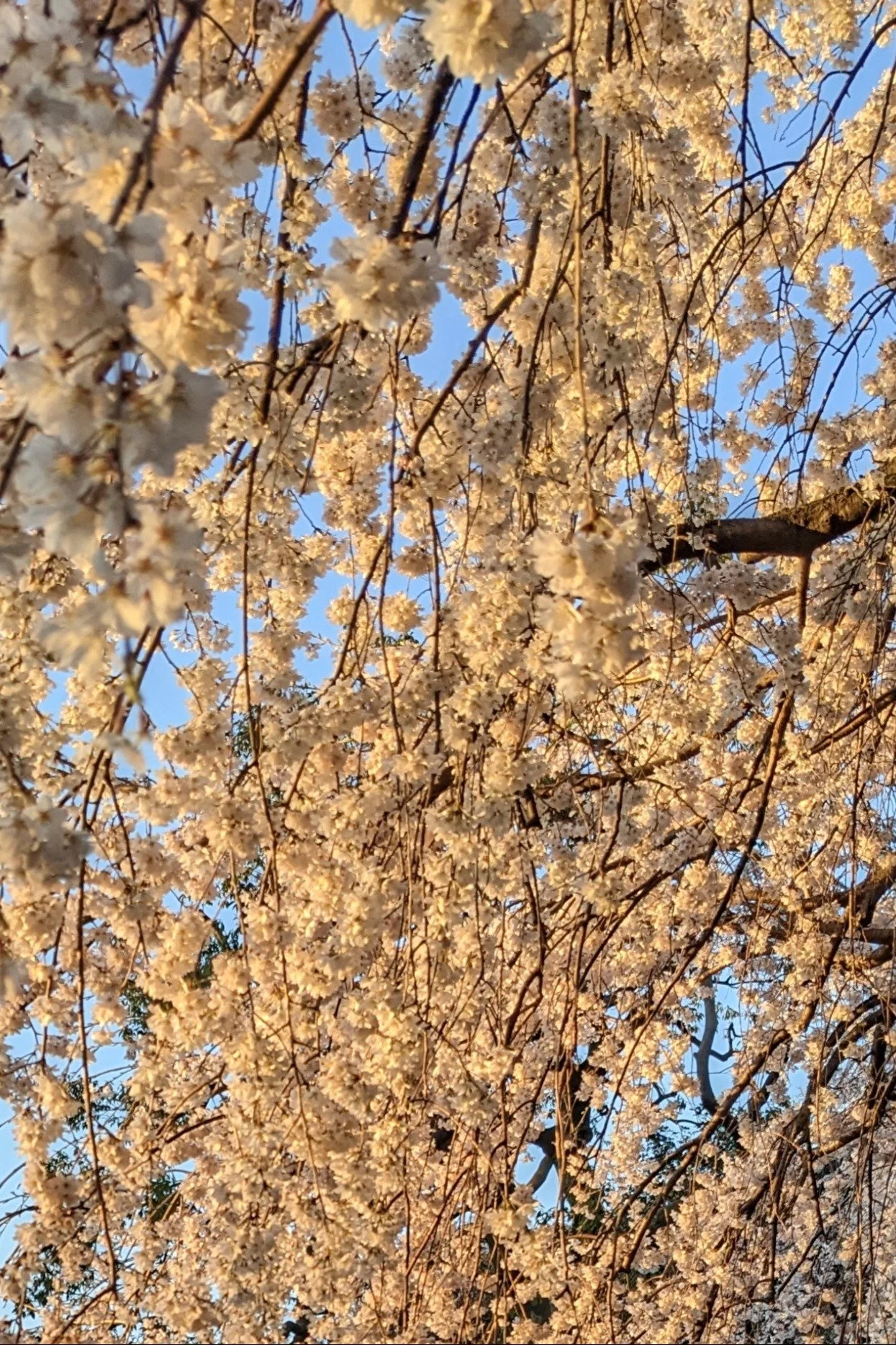 Cherry Blossom, Tokyo