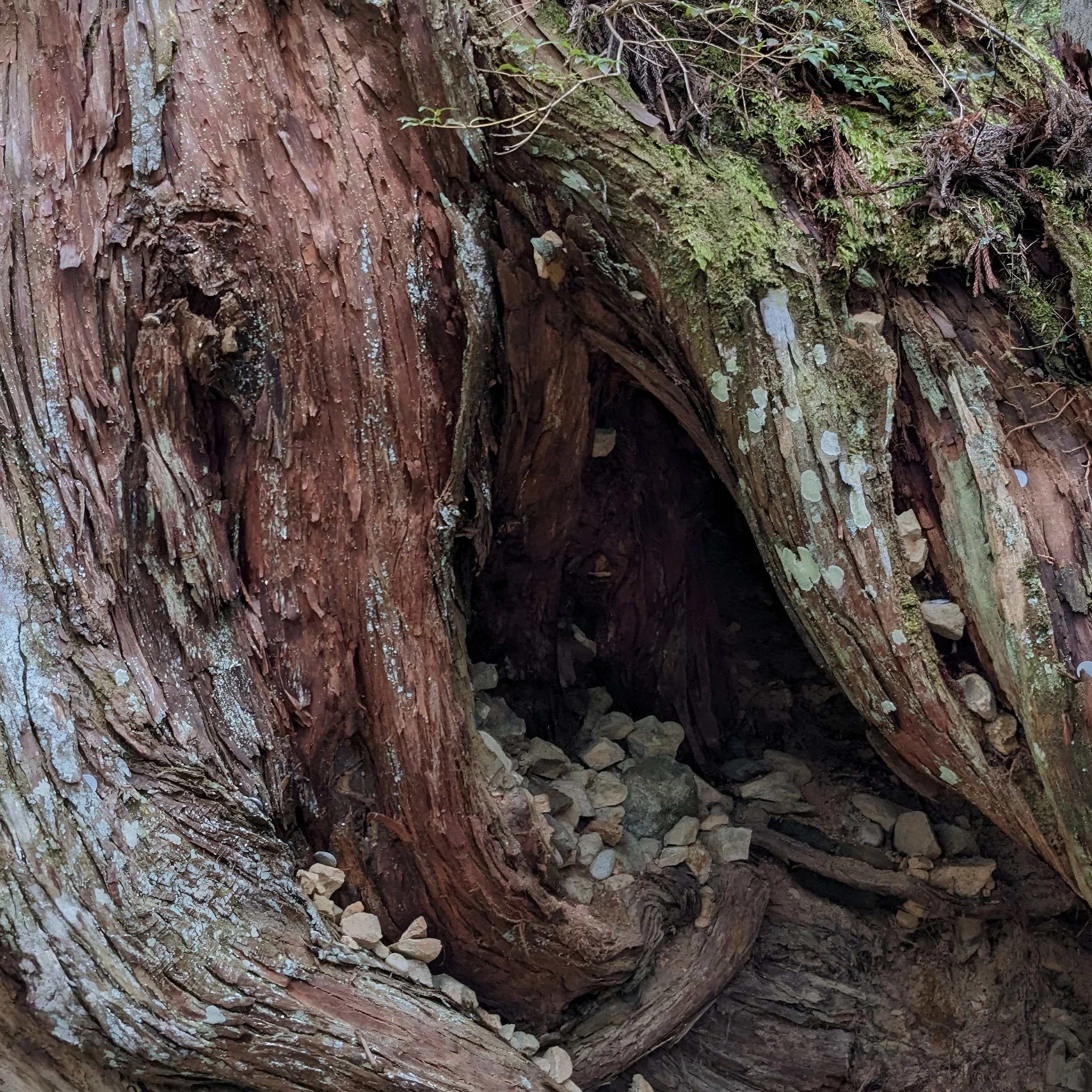 Cedar Tree Hollow, Koyosan, Japan