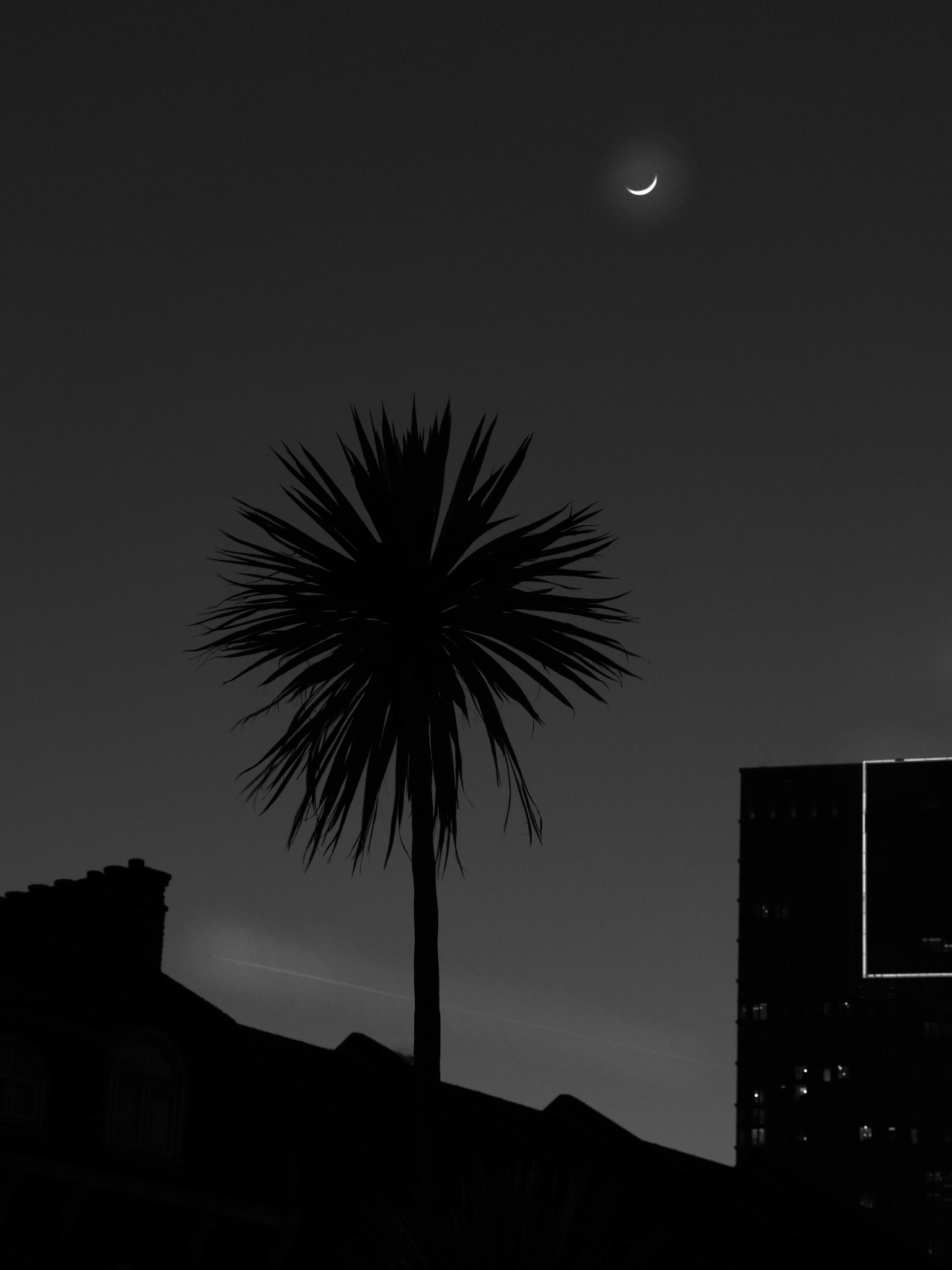 Palm