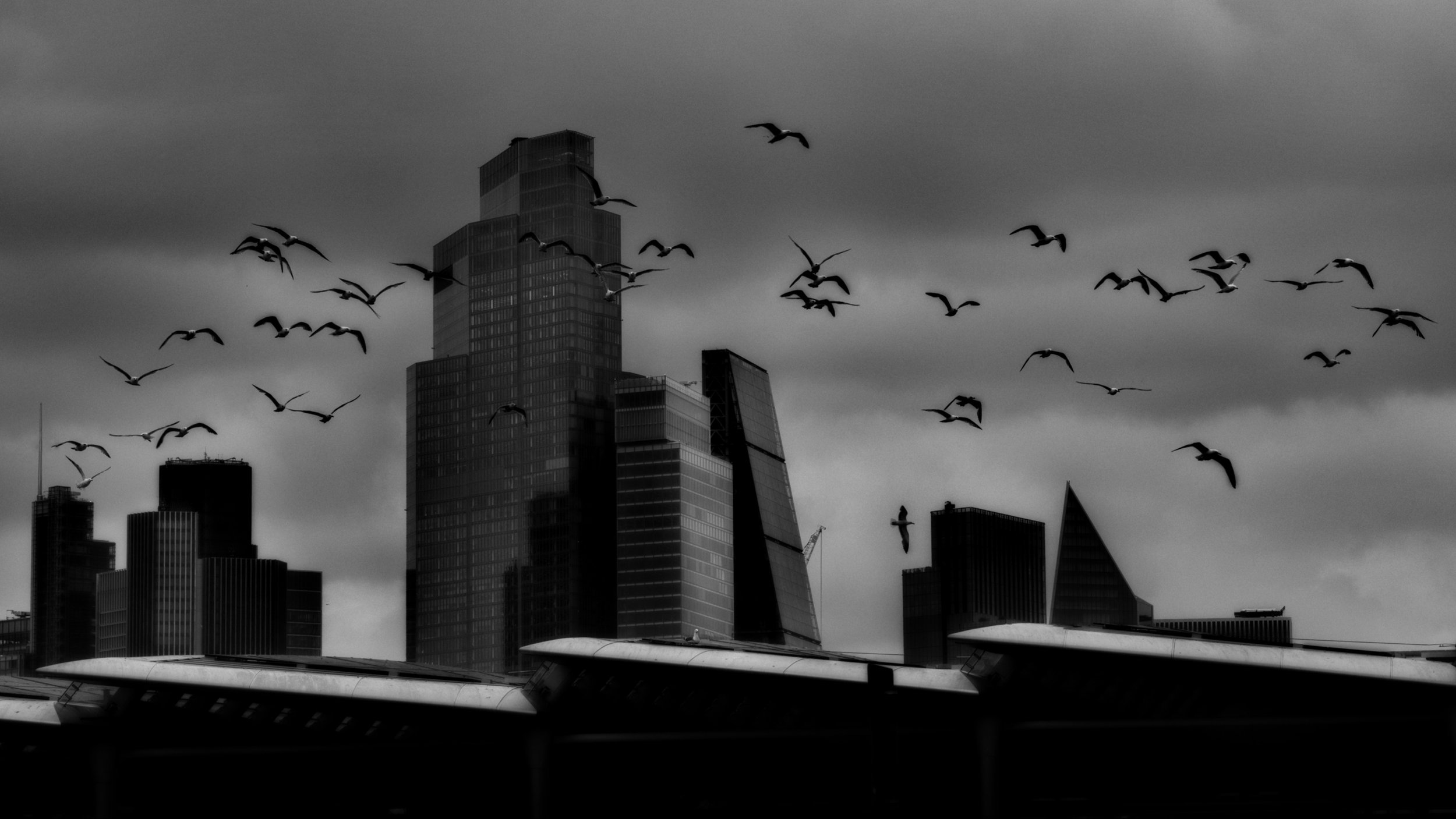 Gulls, Blackfriars - JDSA6288.jpg