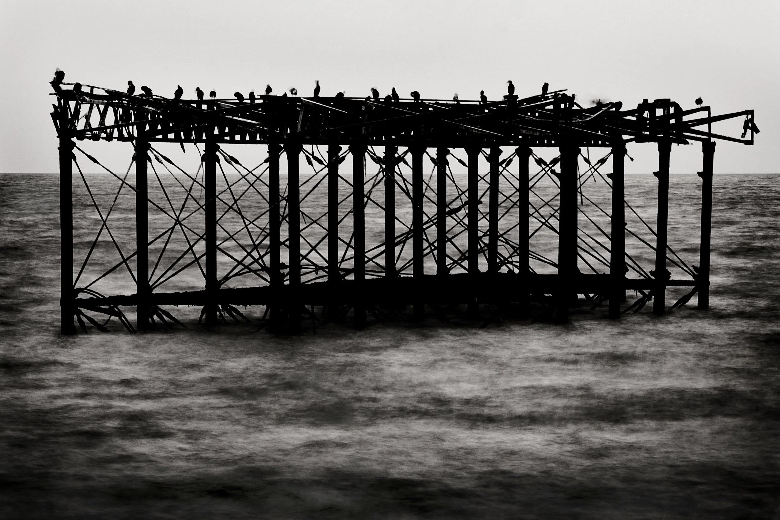 West Pier Birds