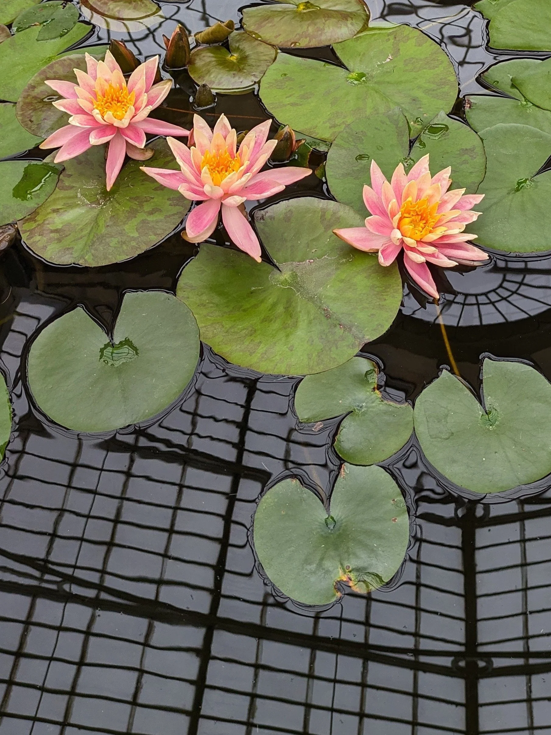 Lily Reflection, Syon Park, UK