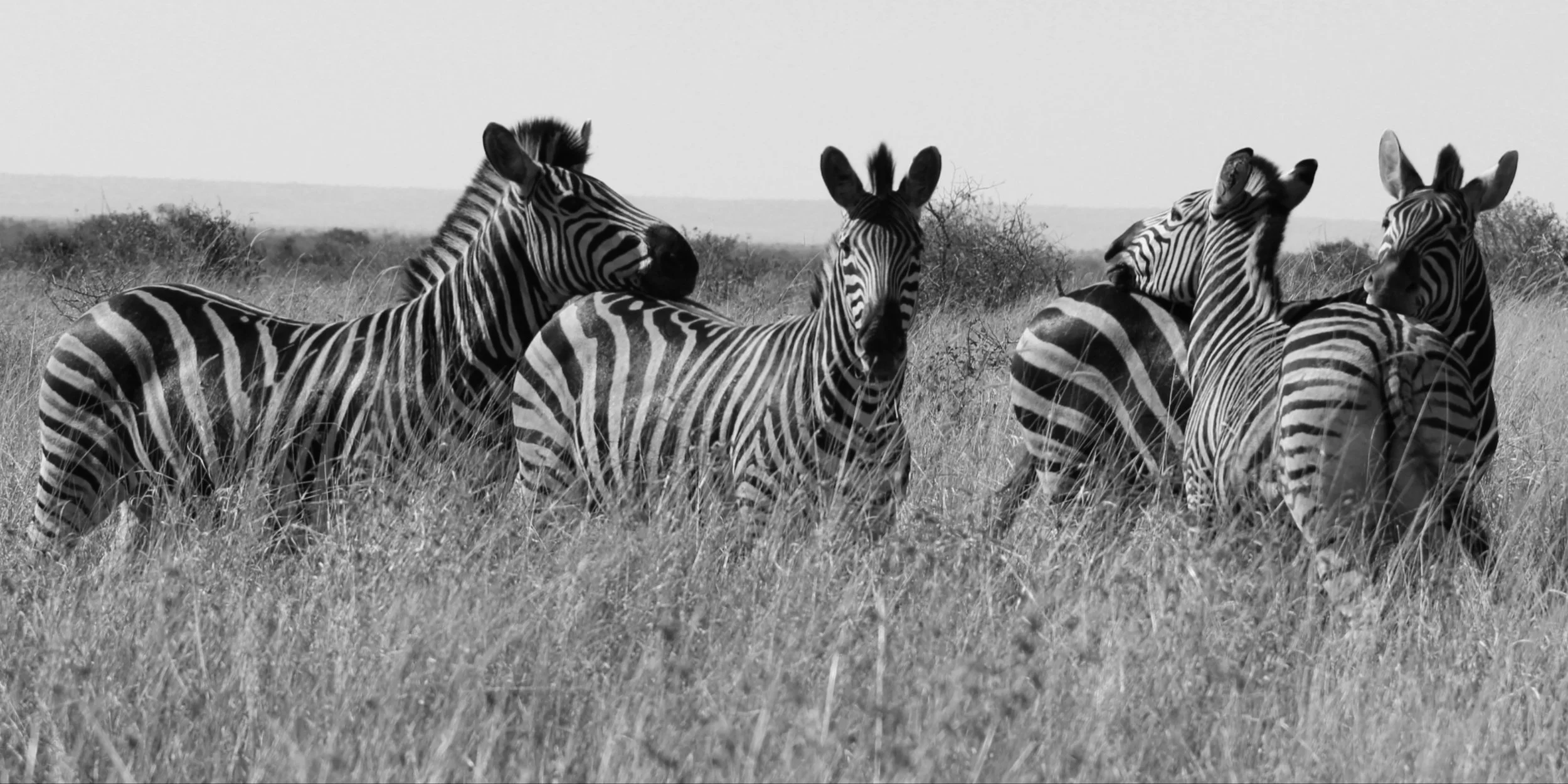 Zebra Herd