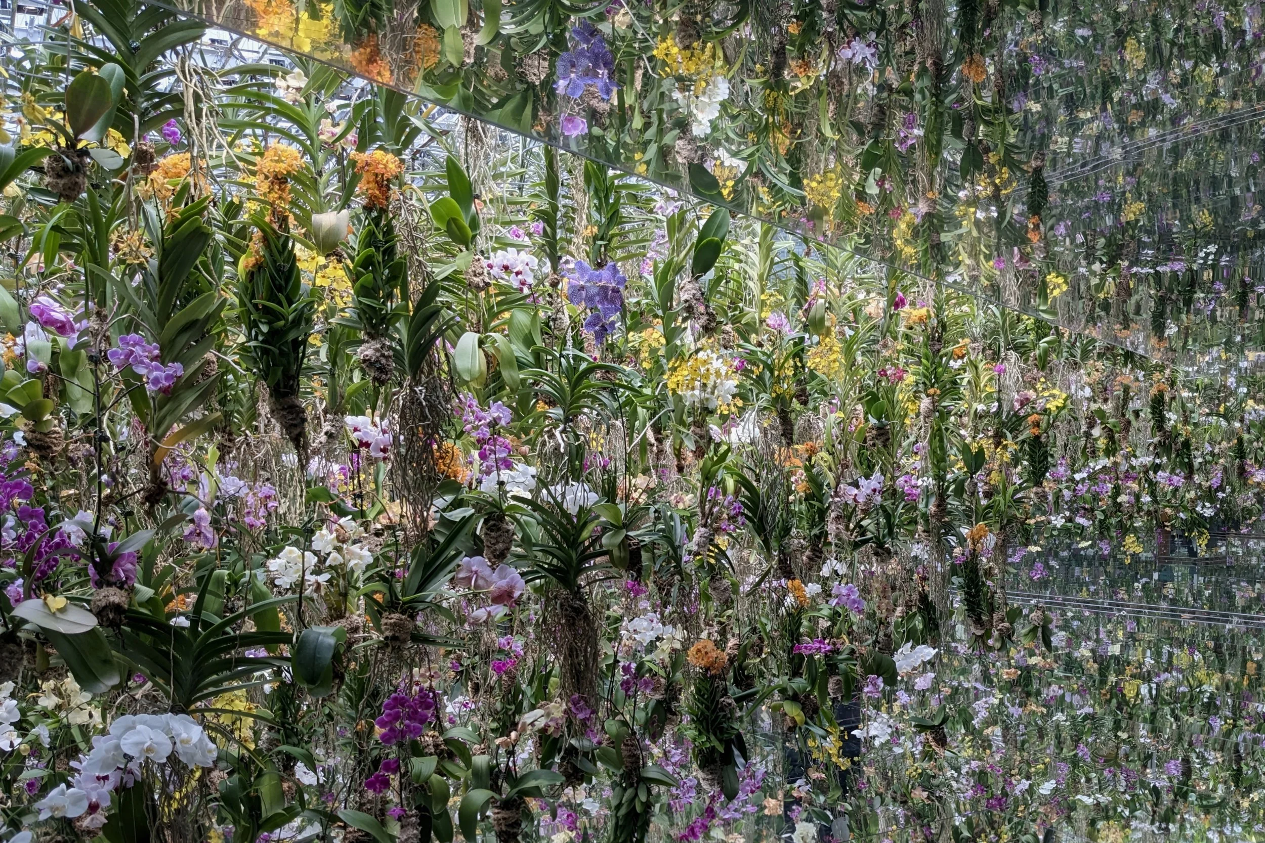 Mirrored Orchids, Koto City, Japan