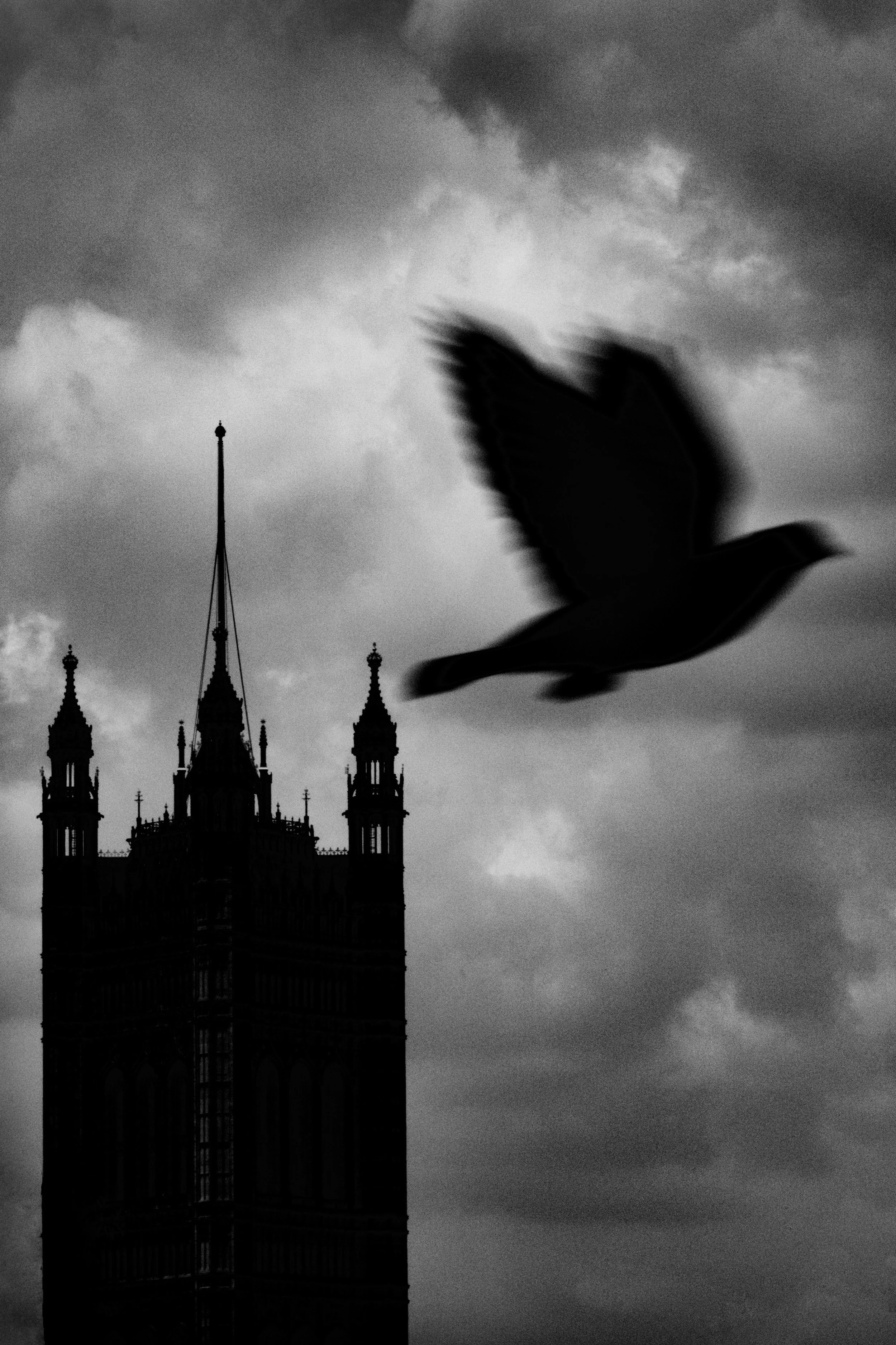 Blackbird