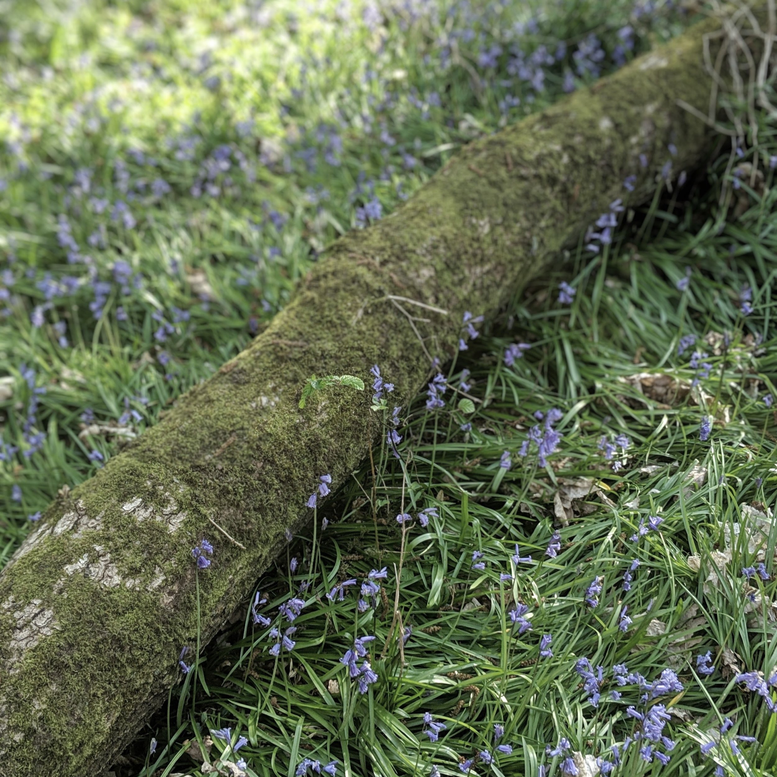 Bluebell Branch, Bucks