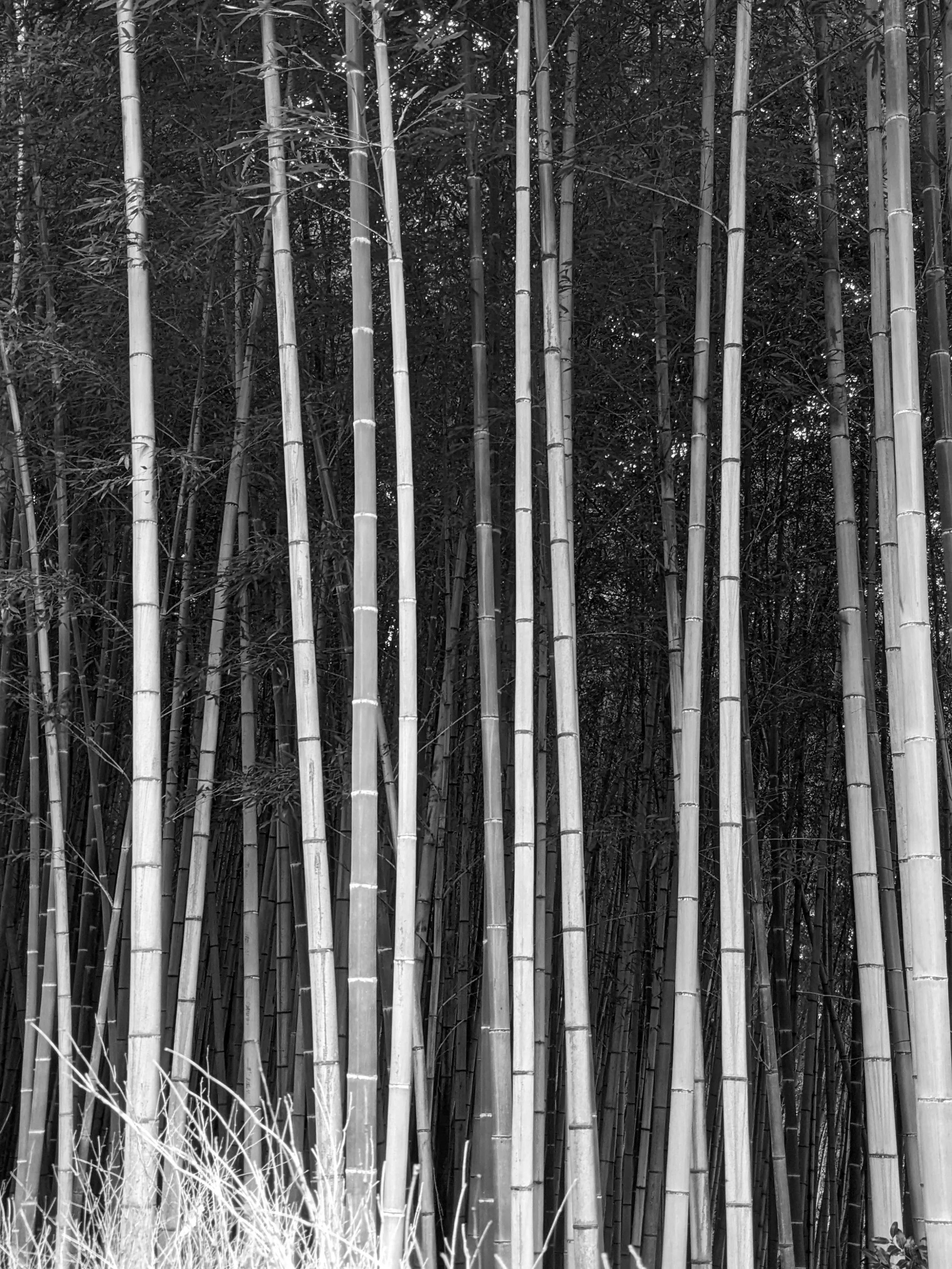 Bamboo Monochrome, Kyoto