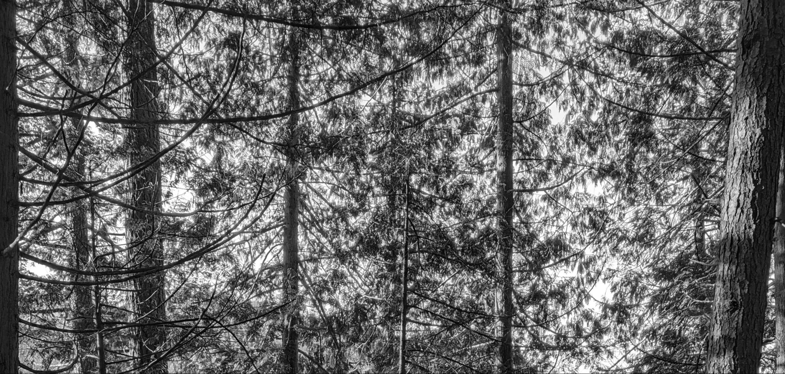 Douglas Firs, Bowen Island, Canada