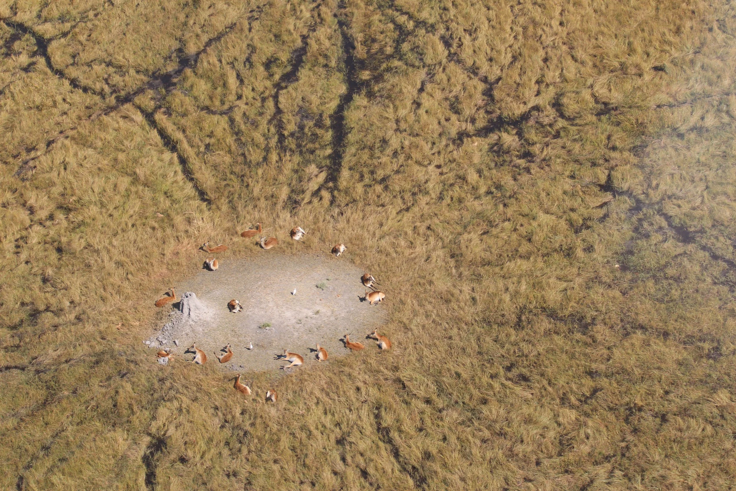 Antelope Circle, Okavango Delta, Botswana