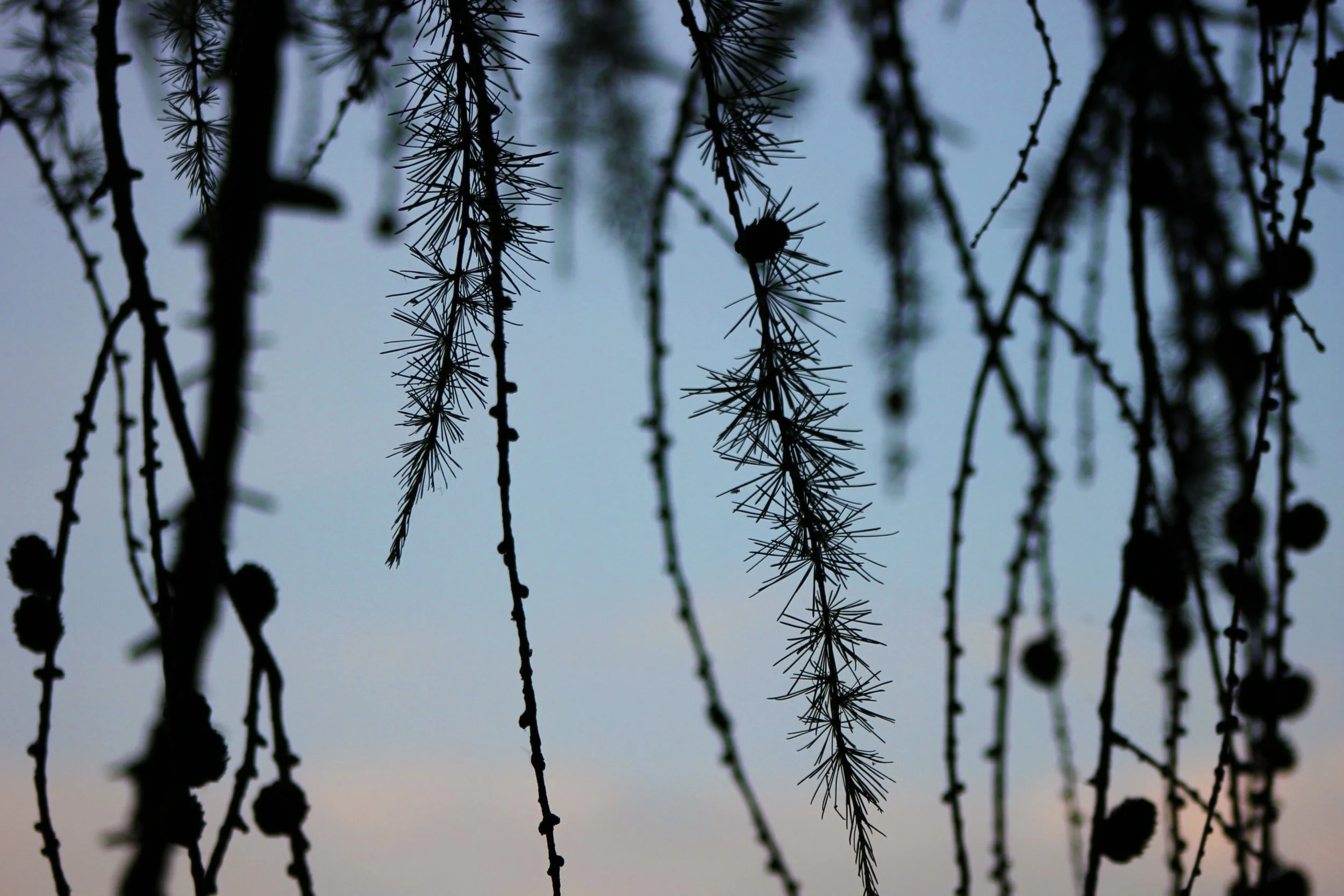 Larch Branch Closeup, Bucks, UK