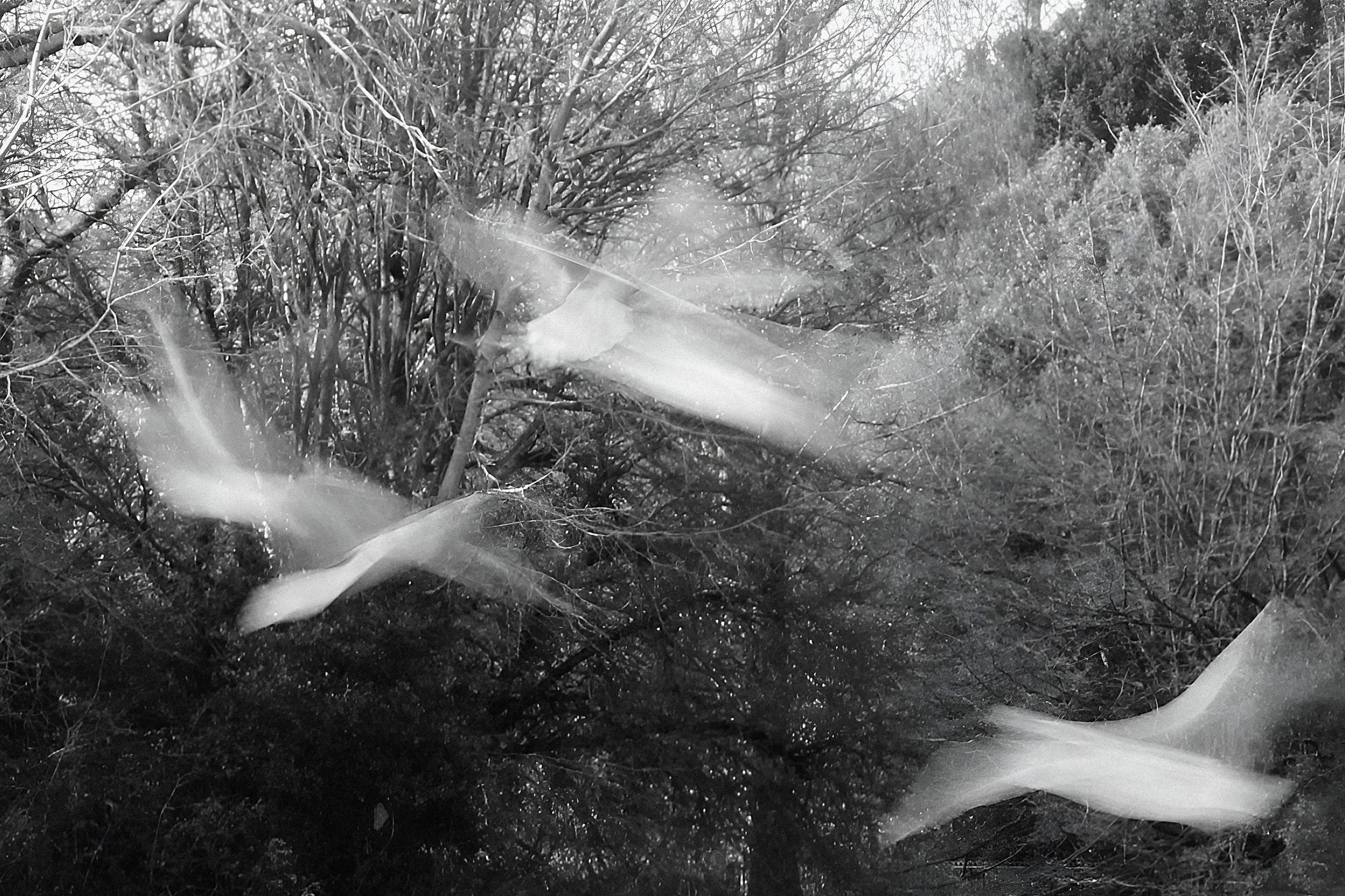 Wingspan, Battersea.jpg