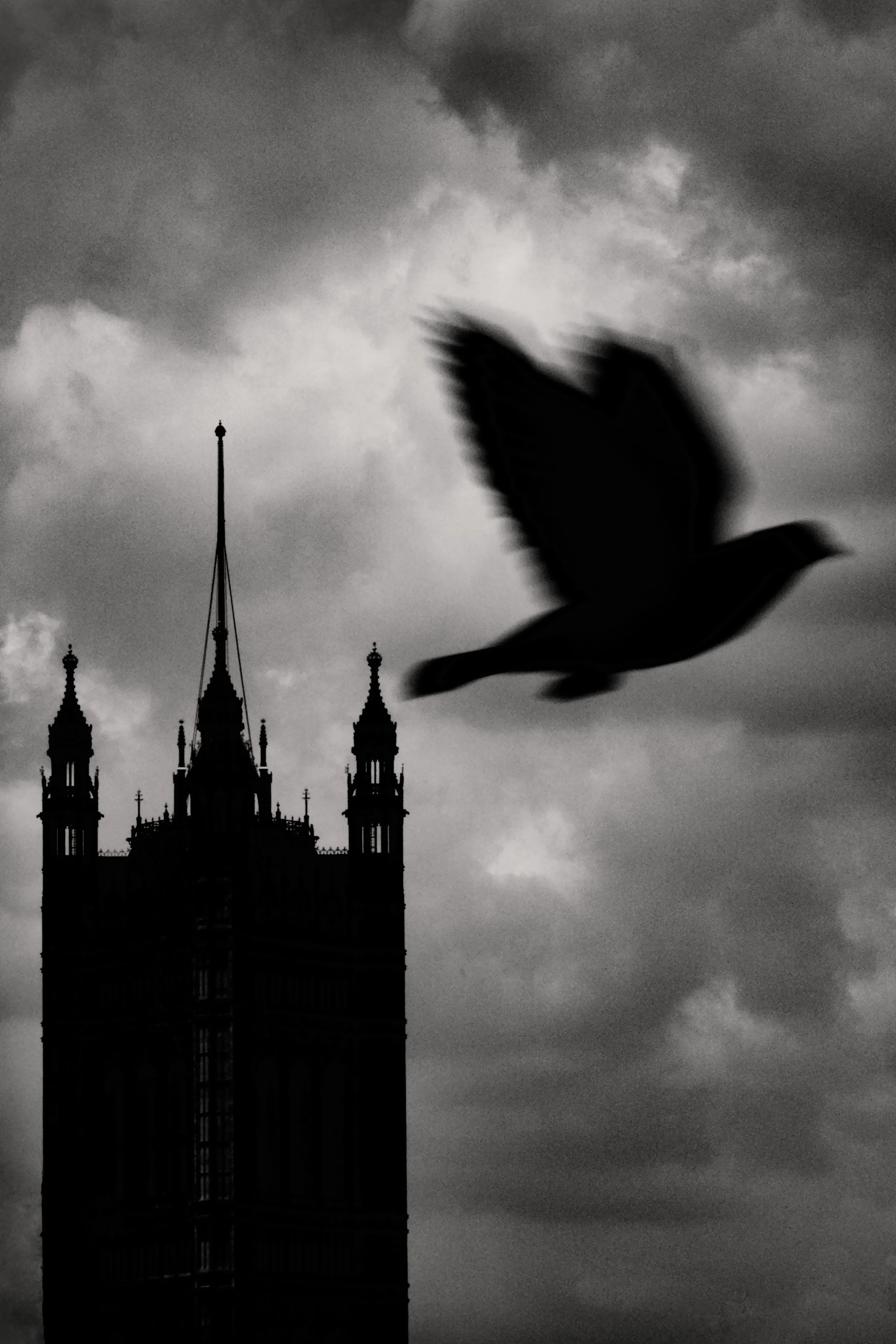 Blackbird