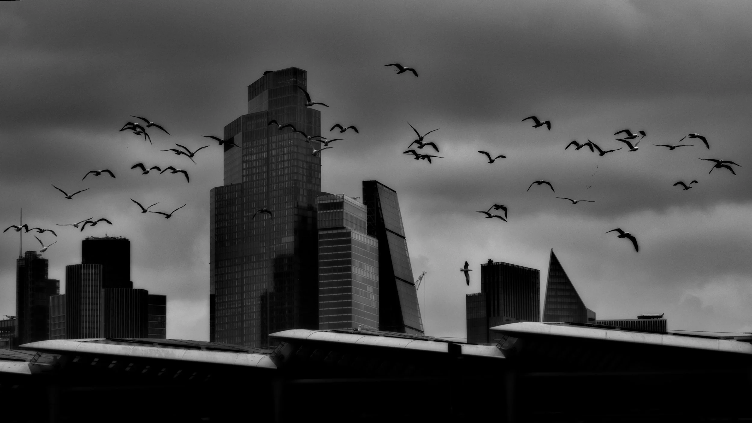 Gulls