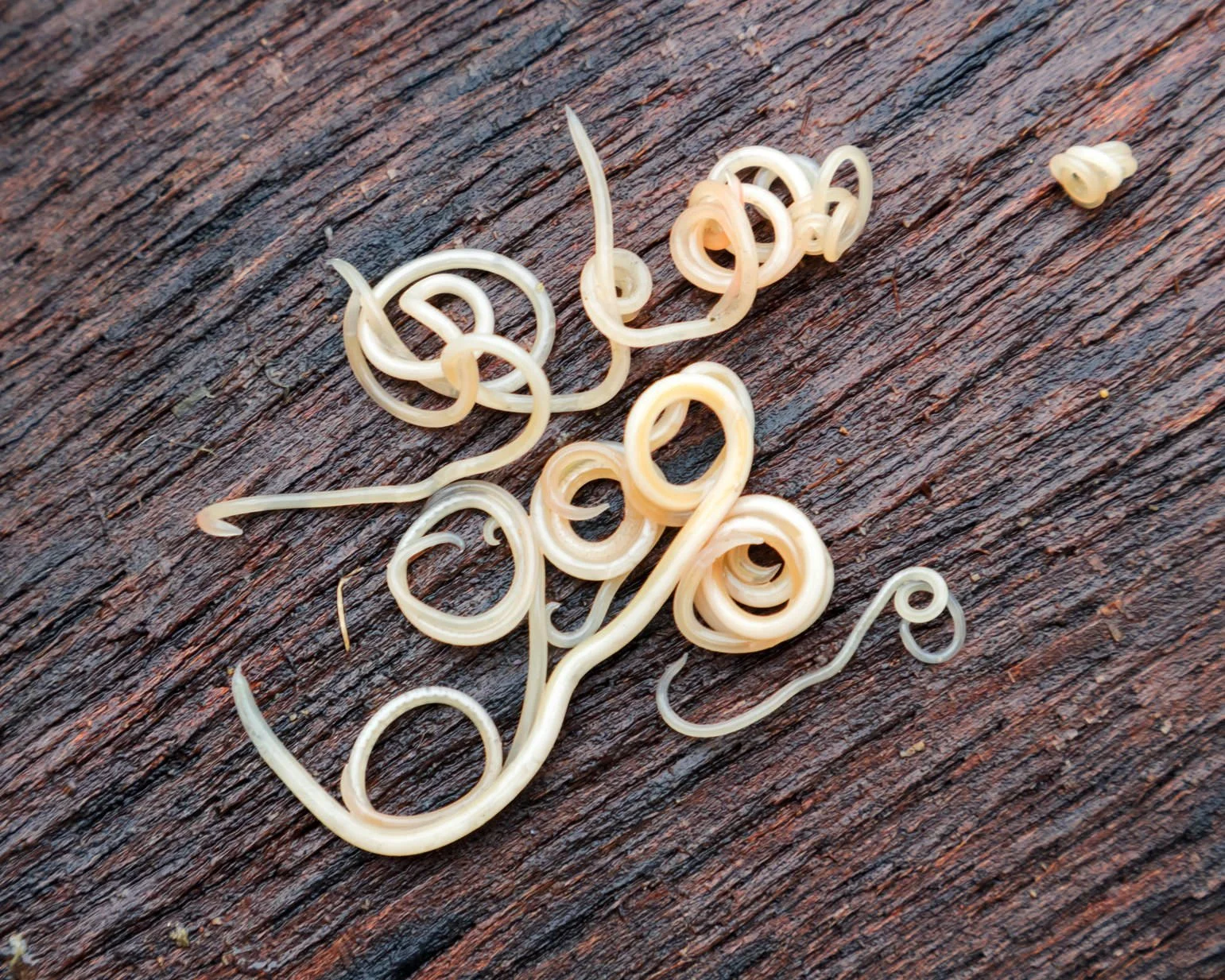 The parasite question