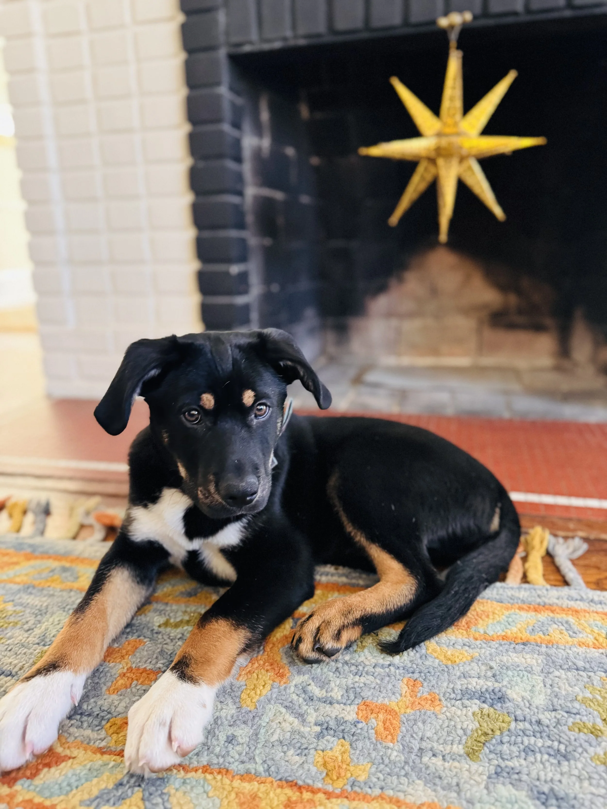 A black and tan puppy with white markings lying on a colorful rug in front of a fireplace with a yellow star decoration.