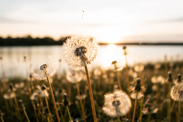 Close-up of dandelions with seed heads near a body of water at sunset