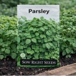 Parsley – Non-GMO Heirloom parsley, ideal for raised beds and containers. Let it bloom & bring on the pollinators.