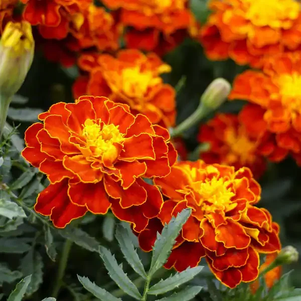 Classic marigolds for color and natural pest control.