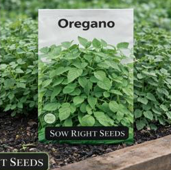 Oregano – Grow flavorful, Non-GMO Heirloom oregano right in your garden & keeping the garden pest at bay. 