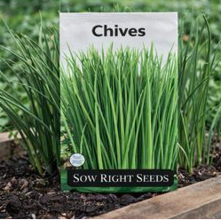 Chives – Fresh, Non-GMO Heirloom chives perfect for your kitchen garden & help to keep pests at bay. Let it bloom & bring on the pollinators.