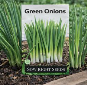 Green Onions – Grow your own Non-GMO Heirloom green onions for fresh flavor at home & keeping the garden pest at bay.
