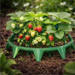 Strawberry Plant Support Stands (10 pk)
Green cone-shaped plant support for strawberries and small plants. Promotes upright growth and healthier fruit.