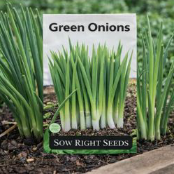 Green Onions – Grow your own Non-GMO Heirloom green onions for fresh flavor at home & keeping the garden pest at bay.