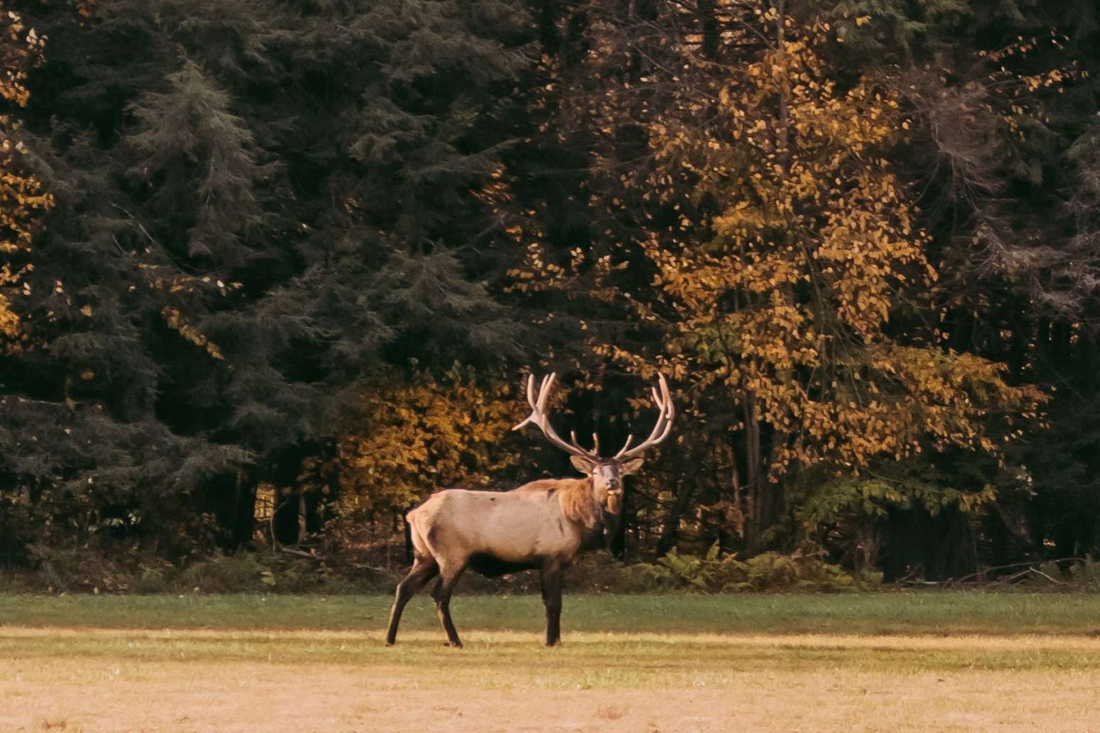 submit a story elk county saint marys pa daily press newspaper local stories advertisment options near me