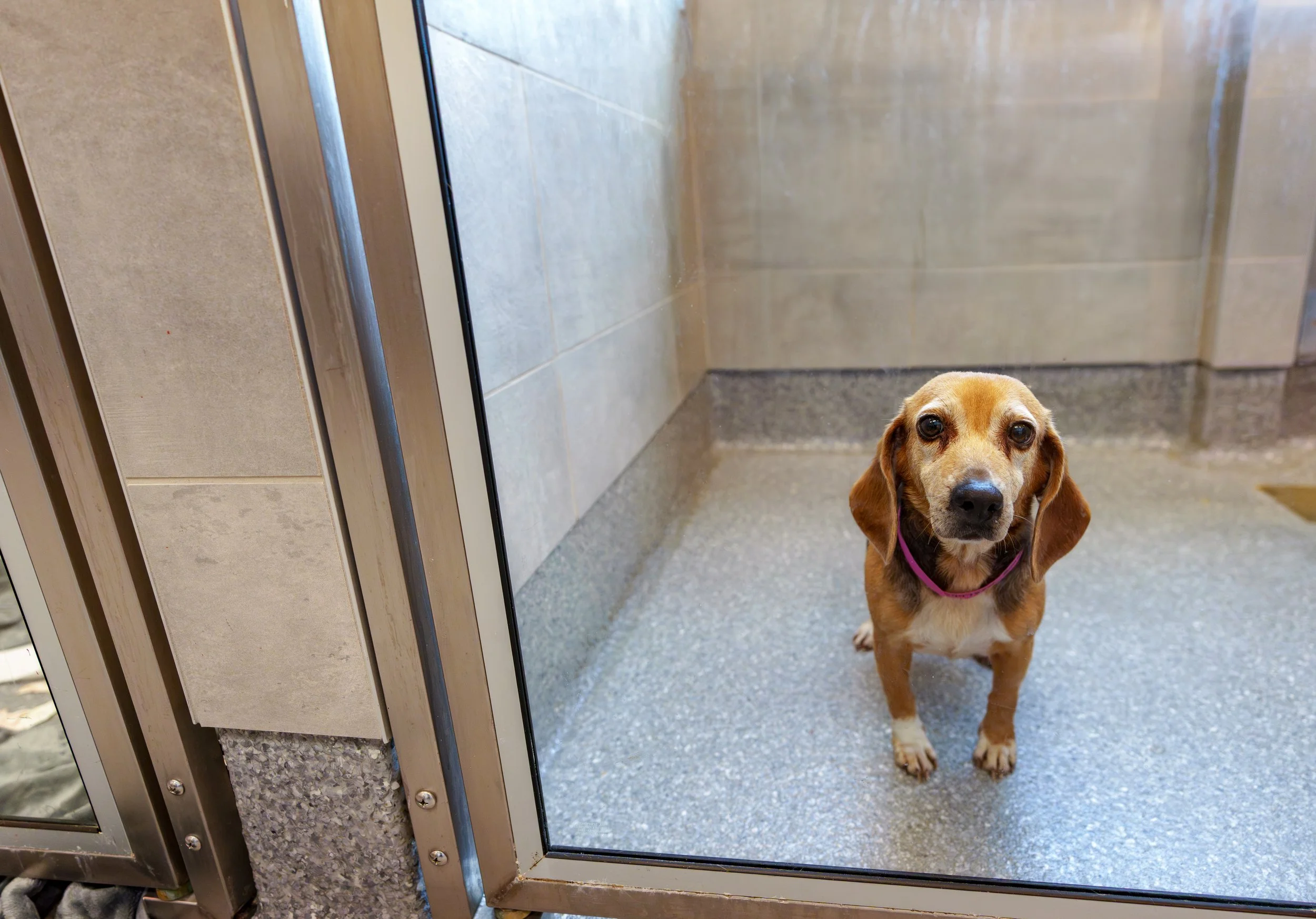 25 Beagles were rescued over Christmas.