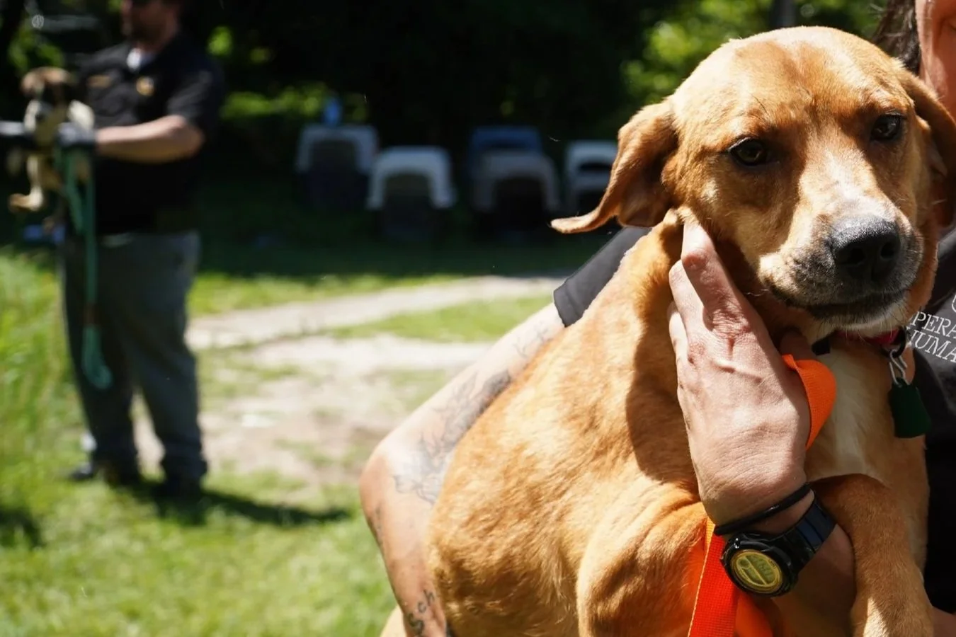 A rapid response to an animal neglect case.