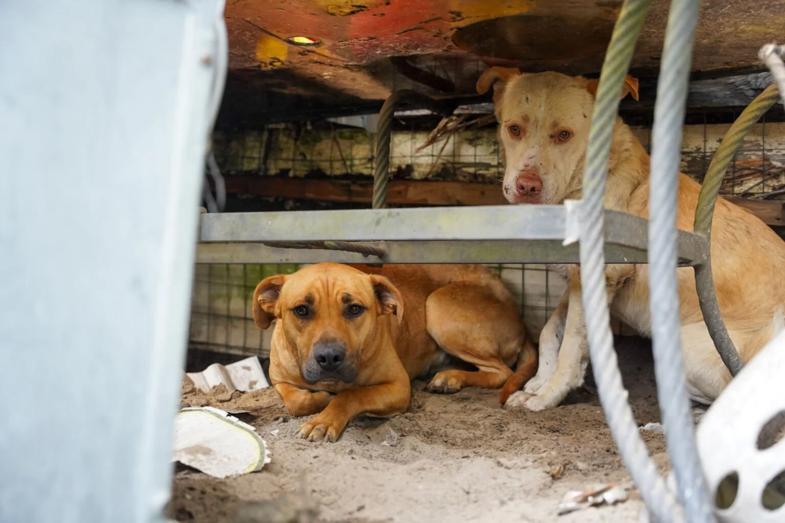 Over a dozen dogs were abandoned.