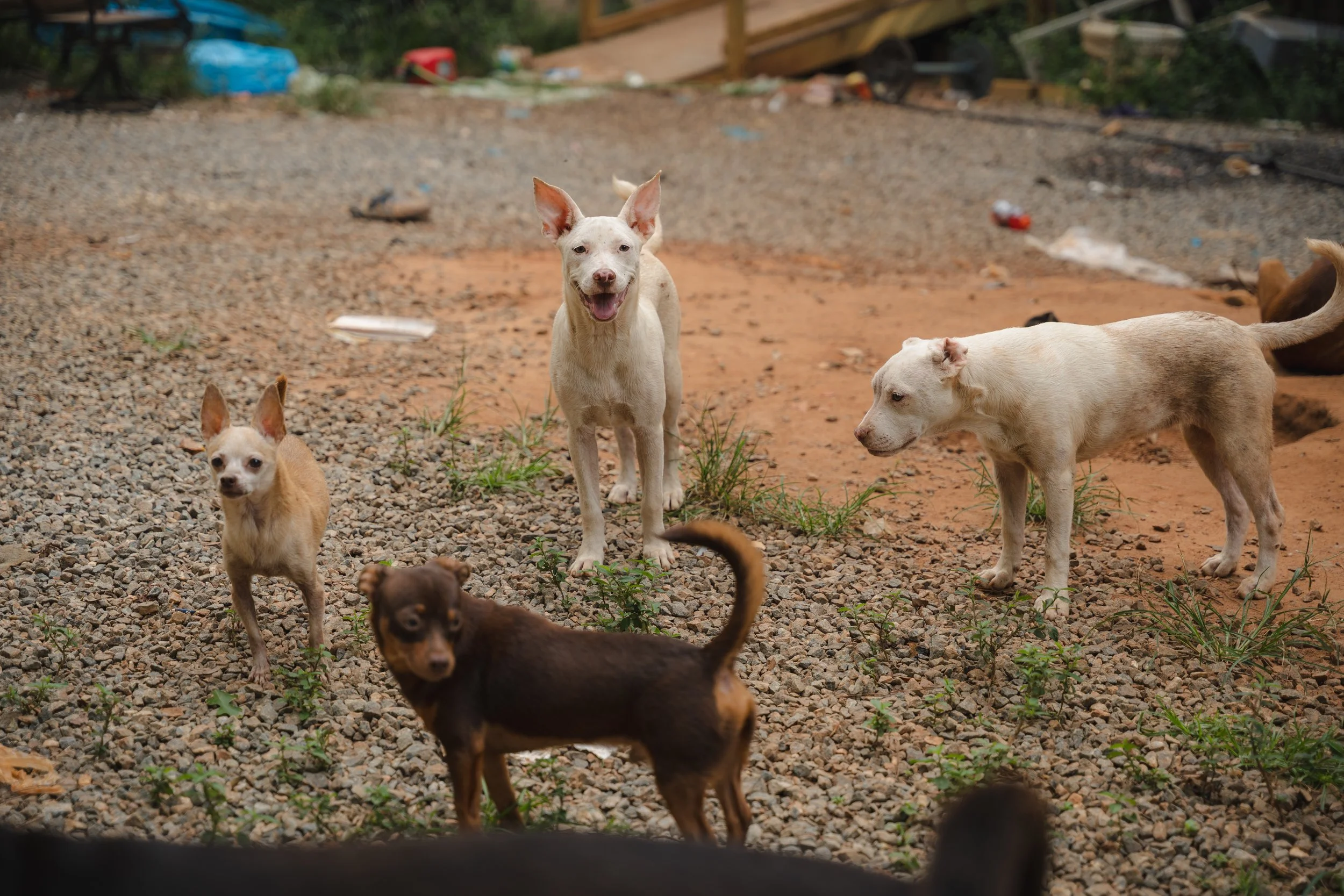 18 Dogs Brought to Safety After Urgent Rescue in Middle Georgia