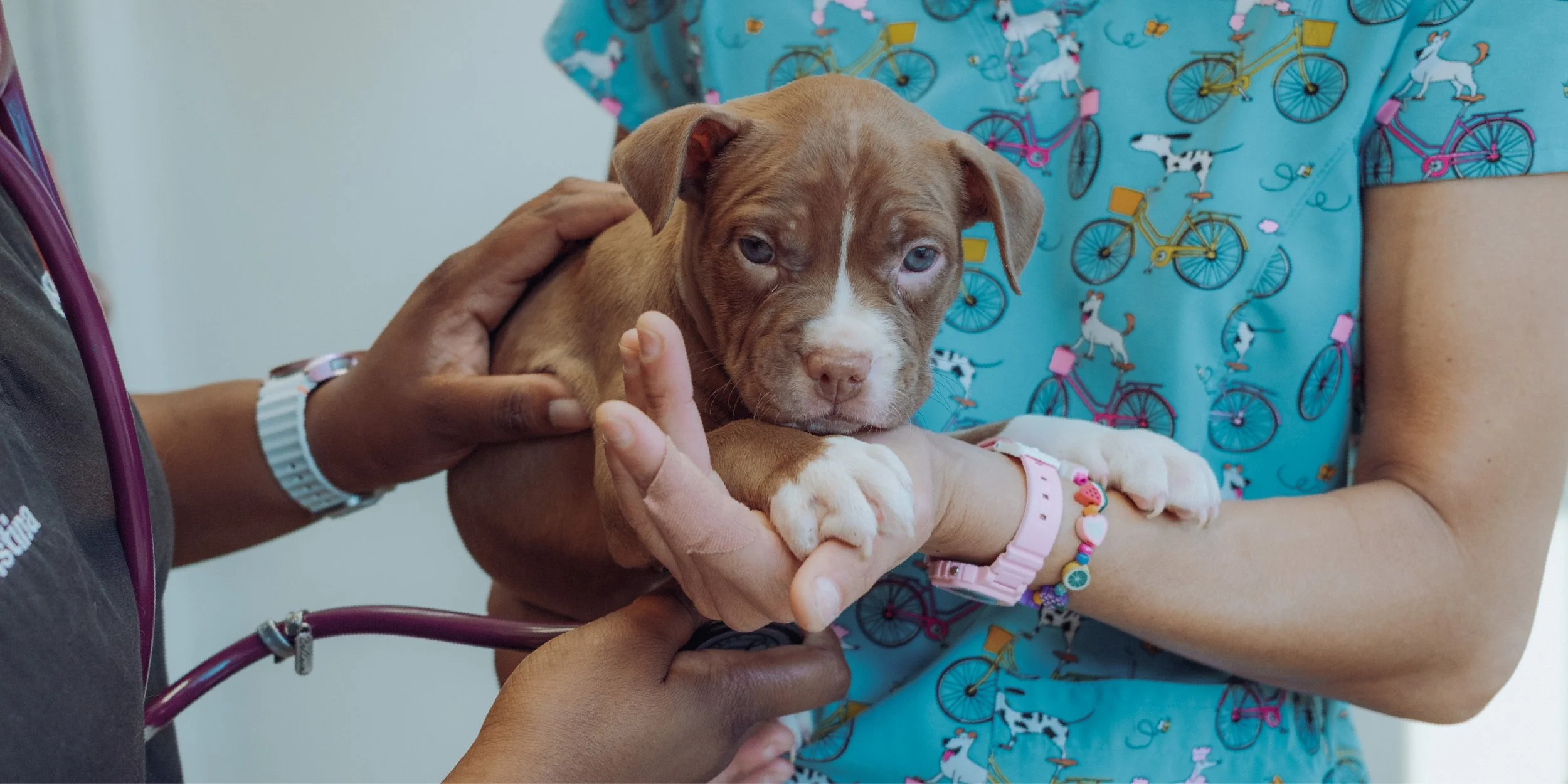 Community Pet Vaccine Clinic