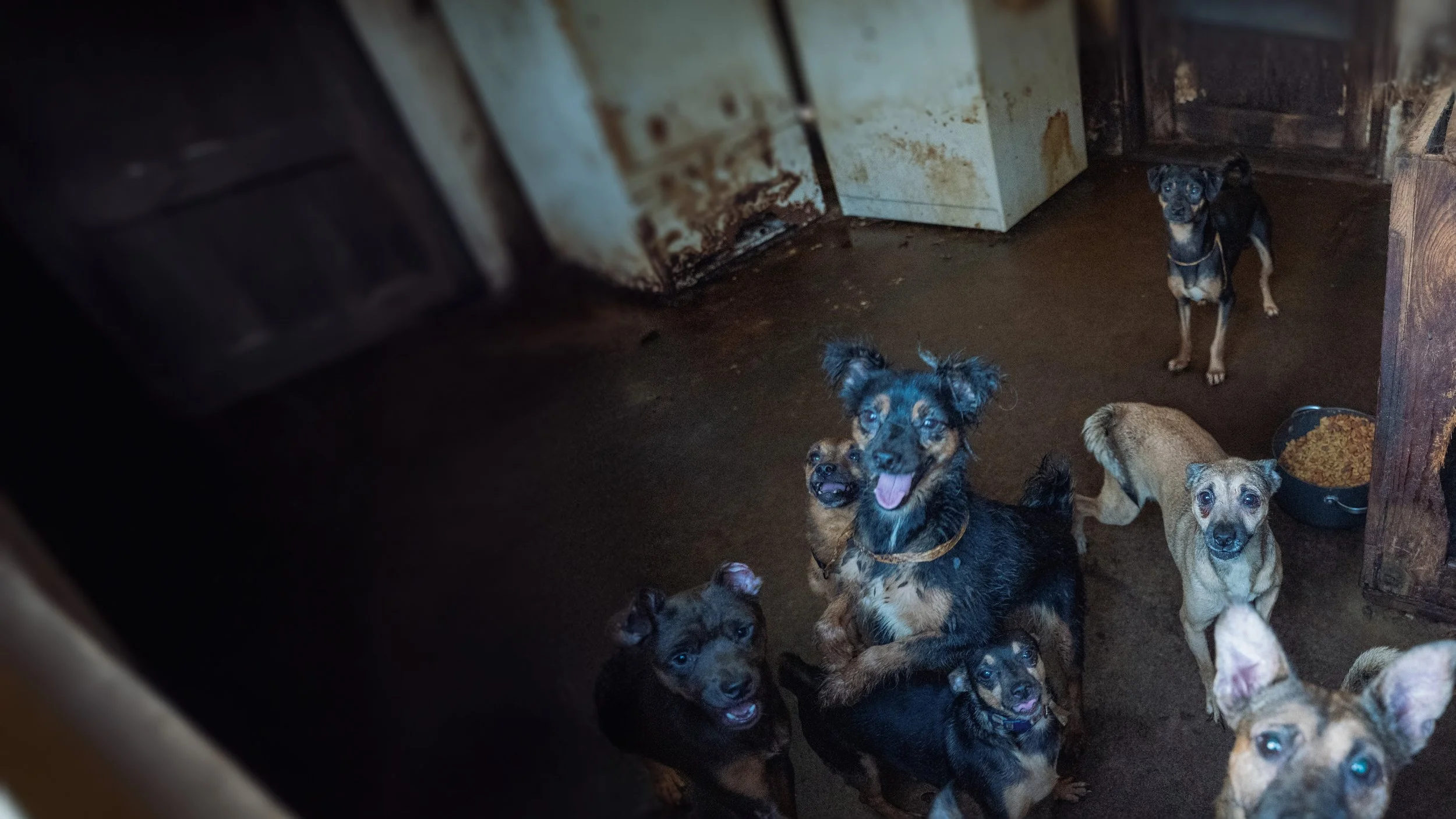 More Than 60 Dogs Rescued from Dangerous Conditions in Middle Georgia