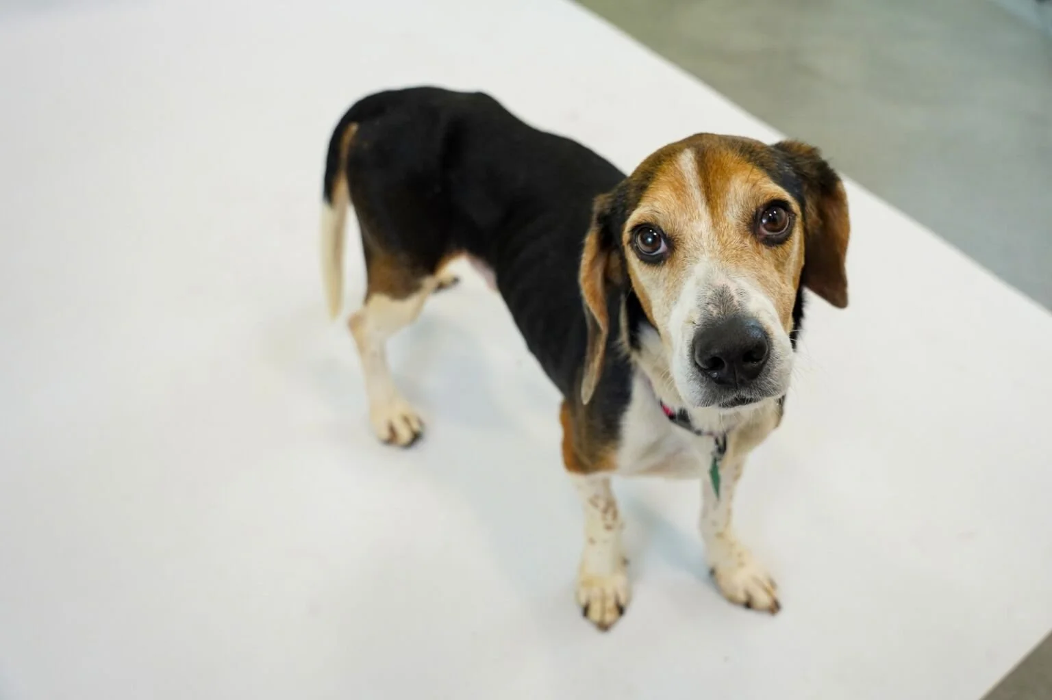 25 Beagles were rescued over Christmas. — Operation Humane