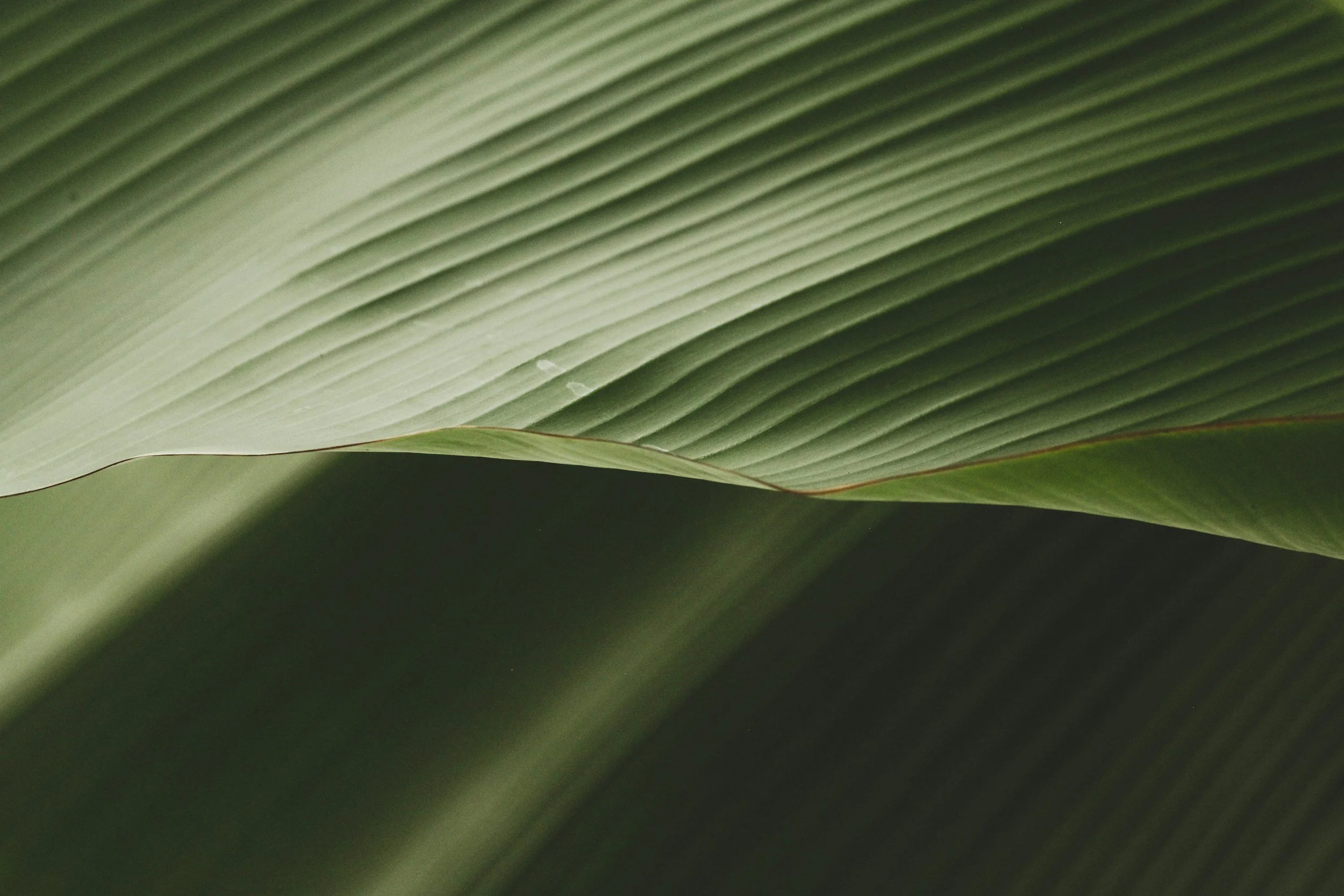 Close-up of green palm leaves with visible veins and natural texture.